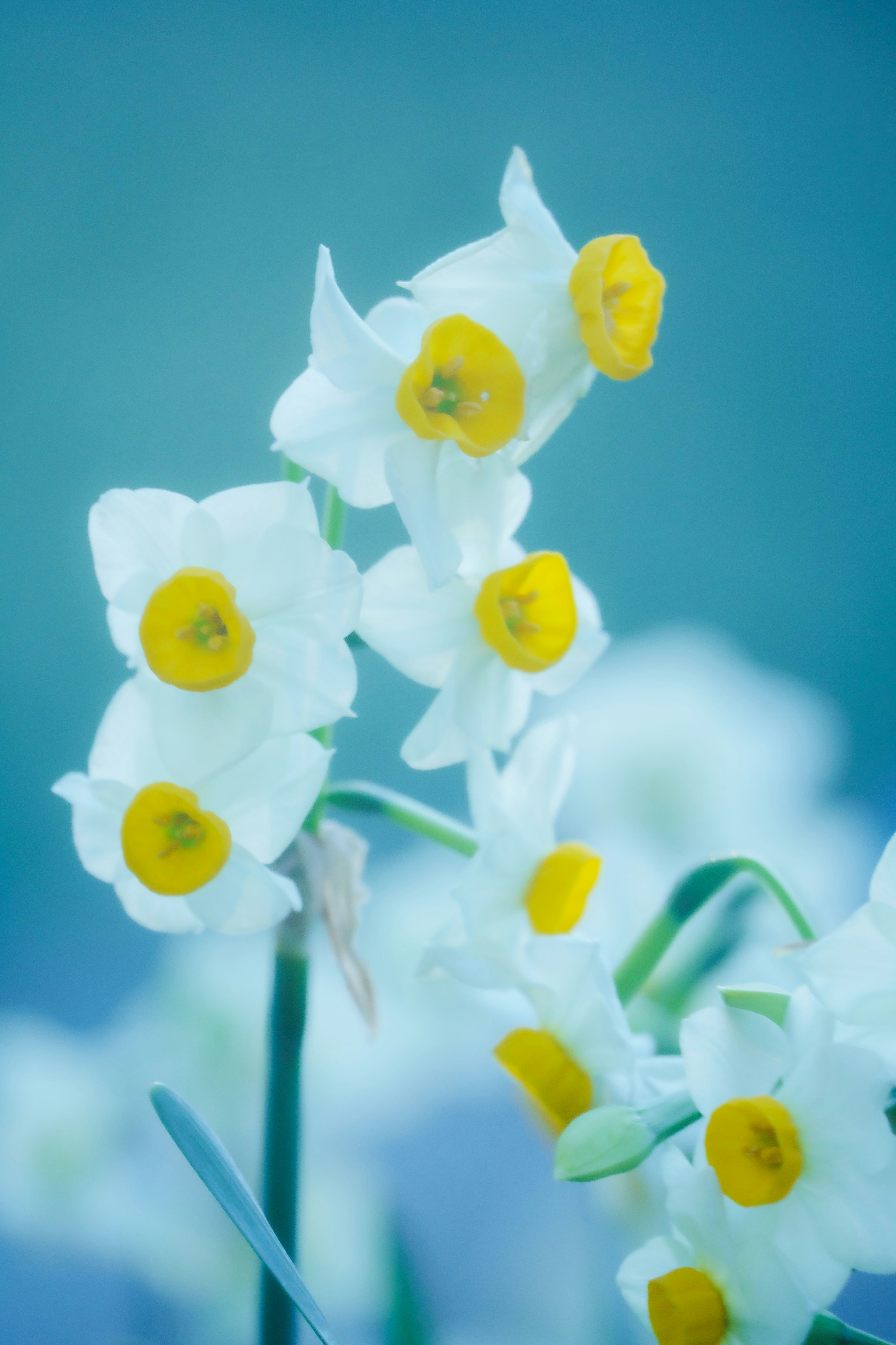 青い背景に咲く白い水仙の花束