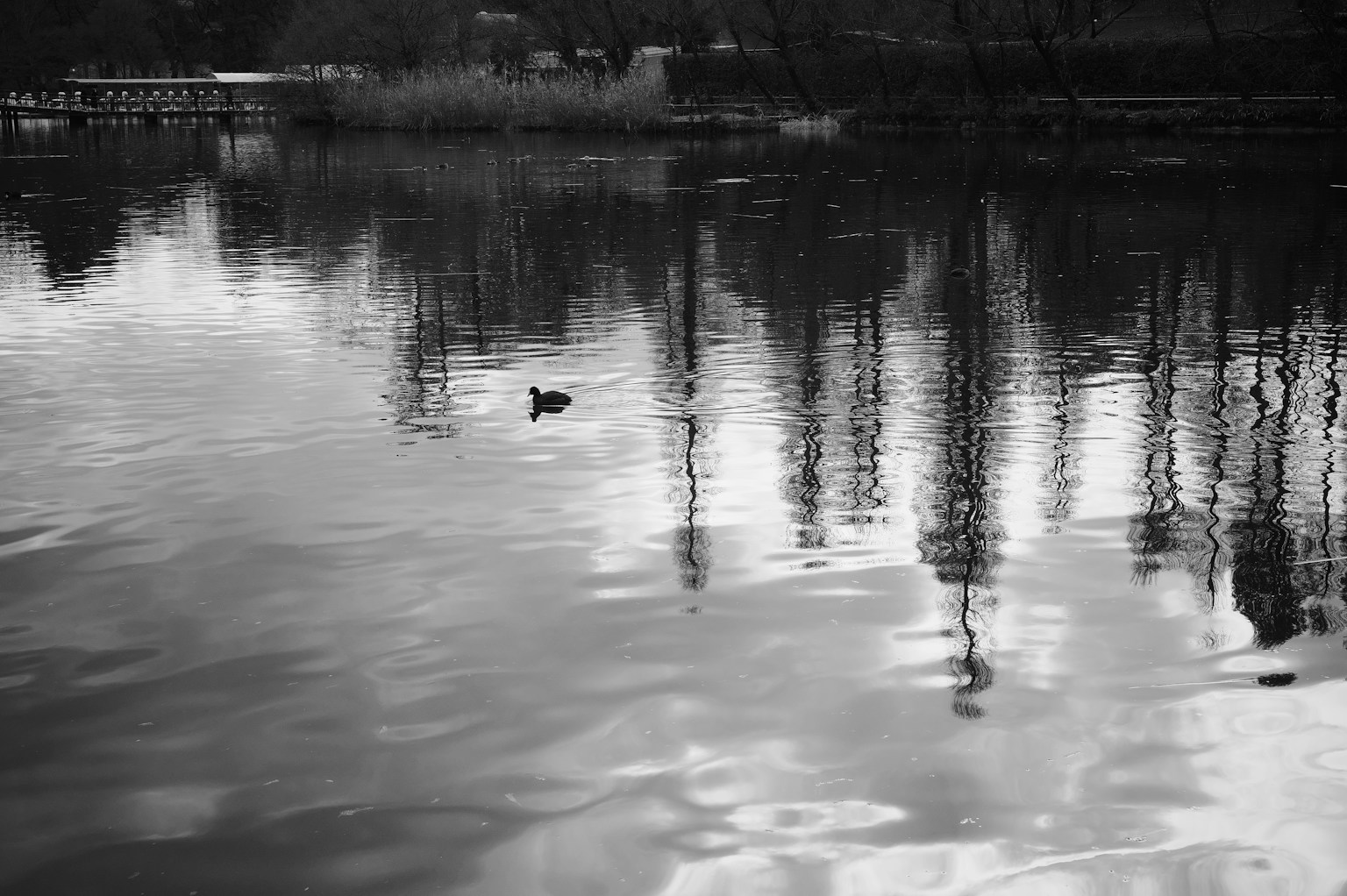 Une silhouette d'oiseau flottant sur un lac tranquille avec des reflets d'arbres sur la surface de l'eau