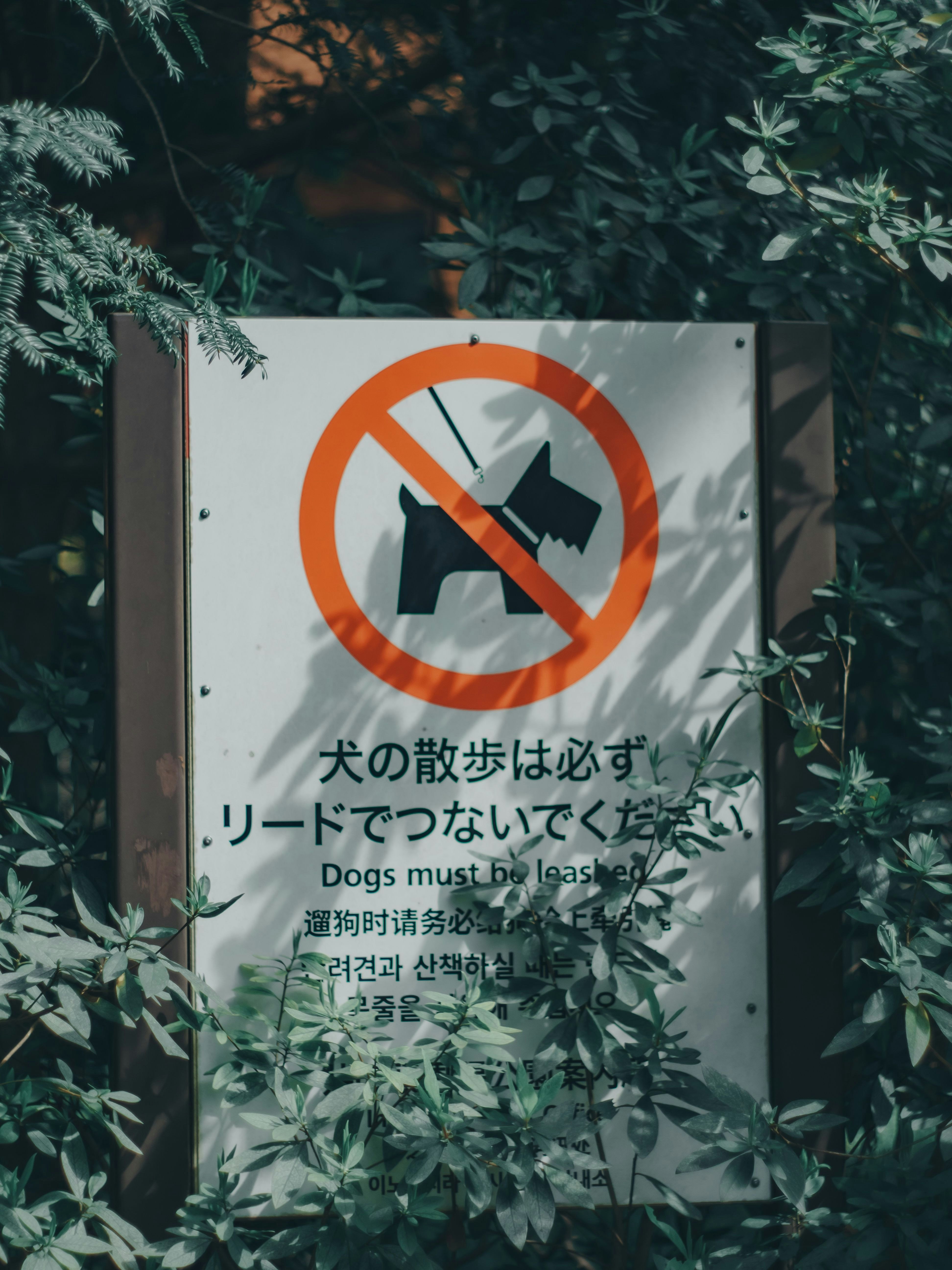 被植物環繞的「禁止遛狗」告示牌