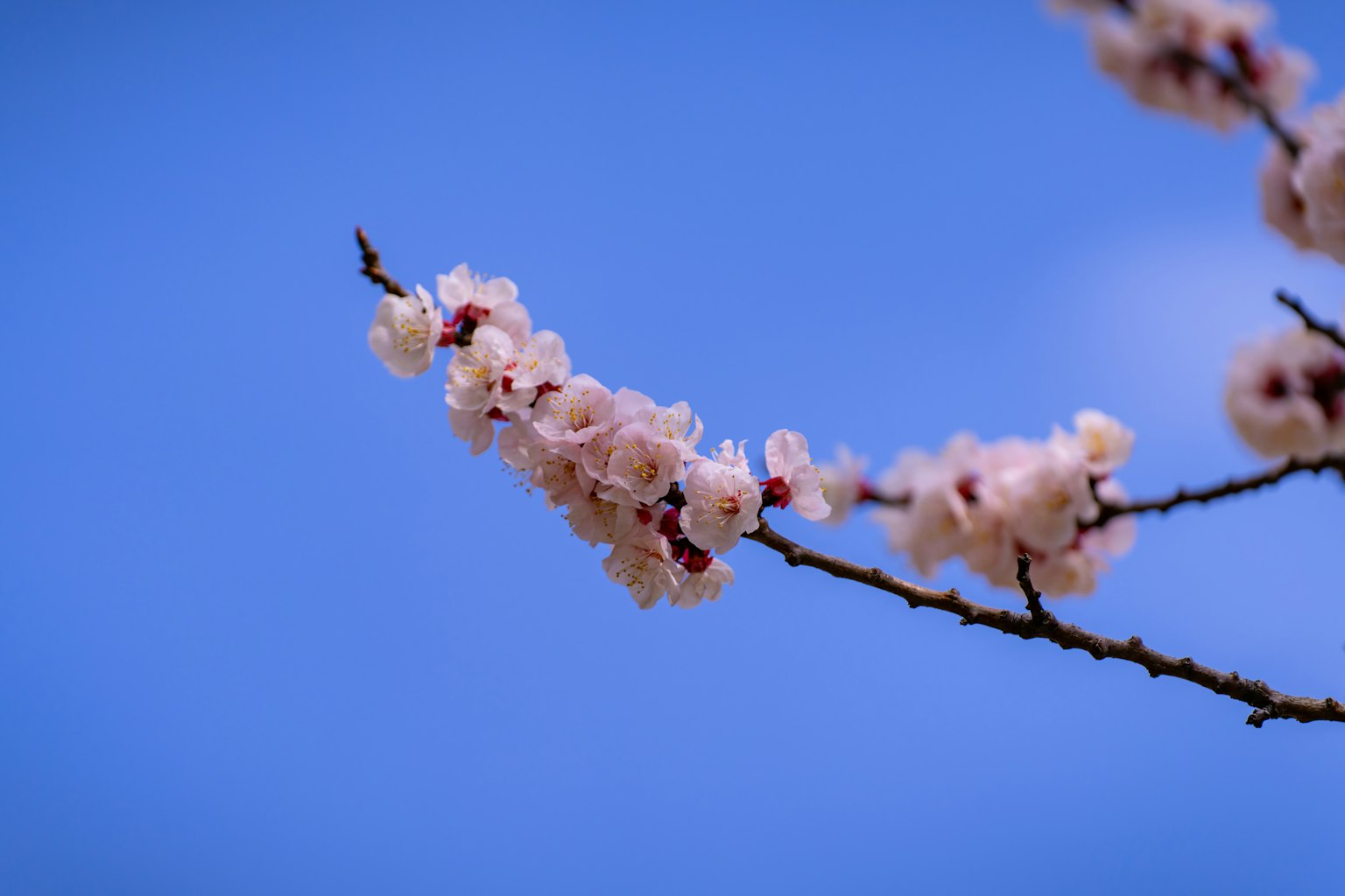 Cabang bunga sakura di latar belakang langit biru