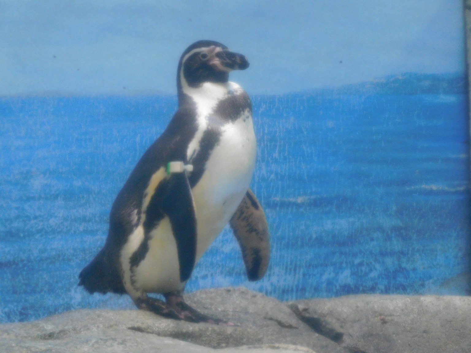 Un pingüino de pie sobre una roca con un fondo oceánico azul