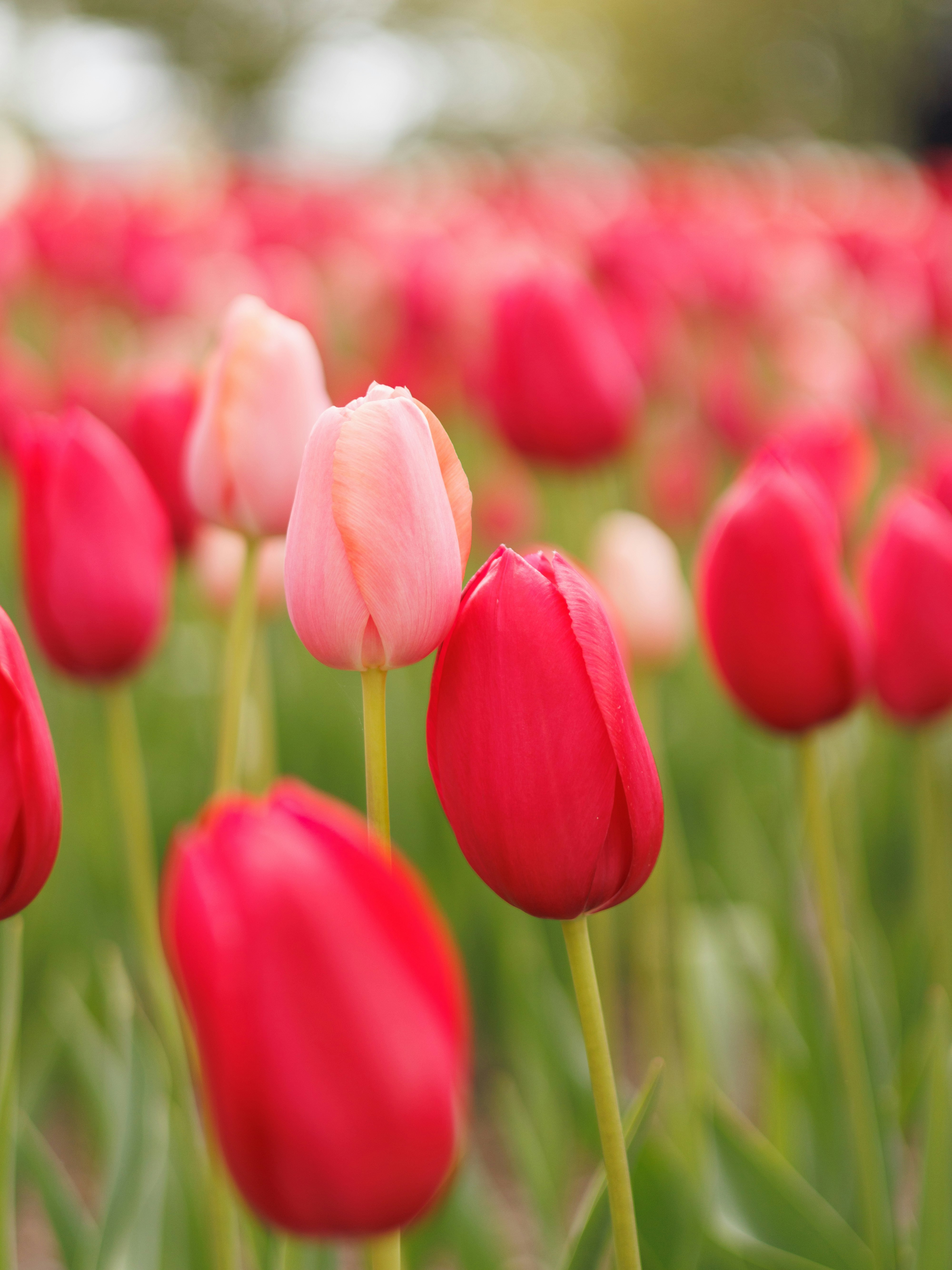 色とりどりのチューリップが咲く花畑