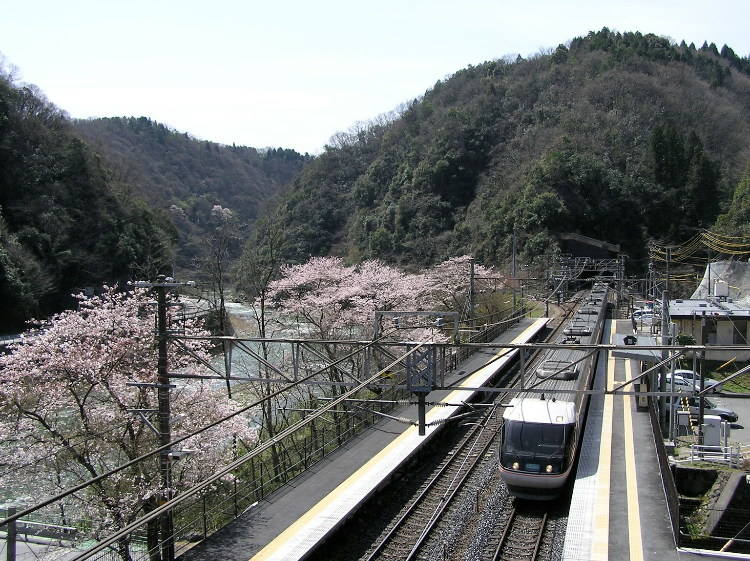 Pemandangan stasiun dengan pohon sakura yang bermekaran dan kereta