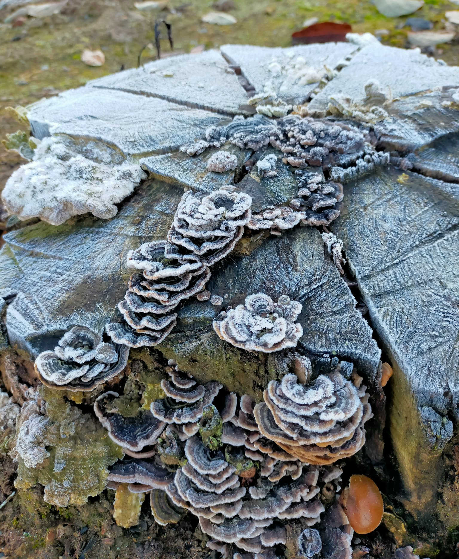 Ceppo d'albero coperto di brina con gruppi di funghi bianchi