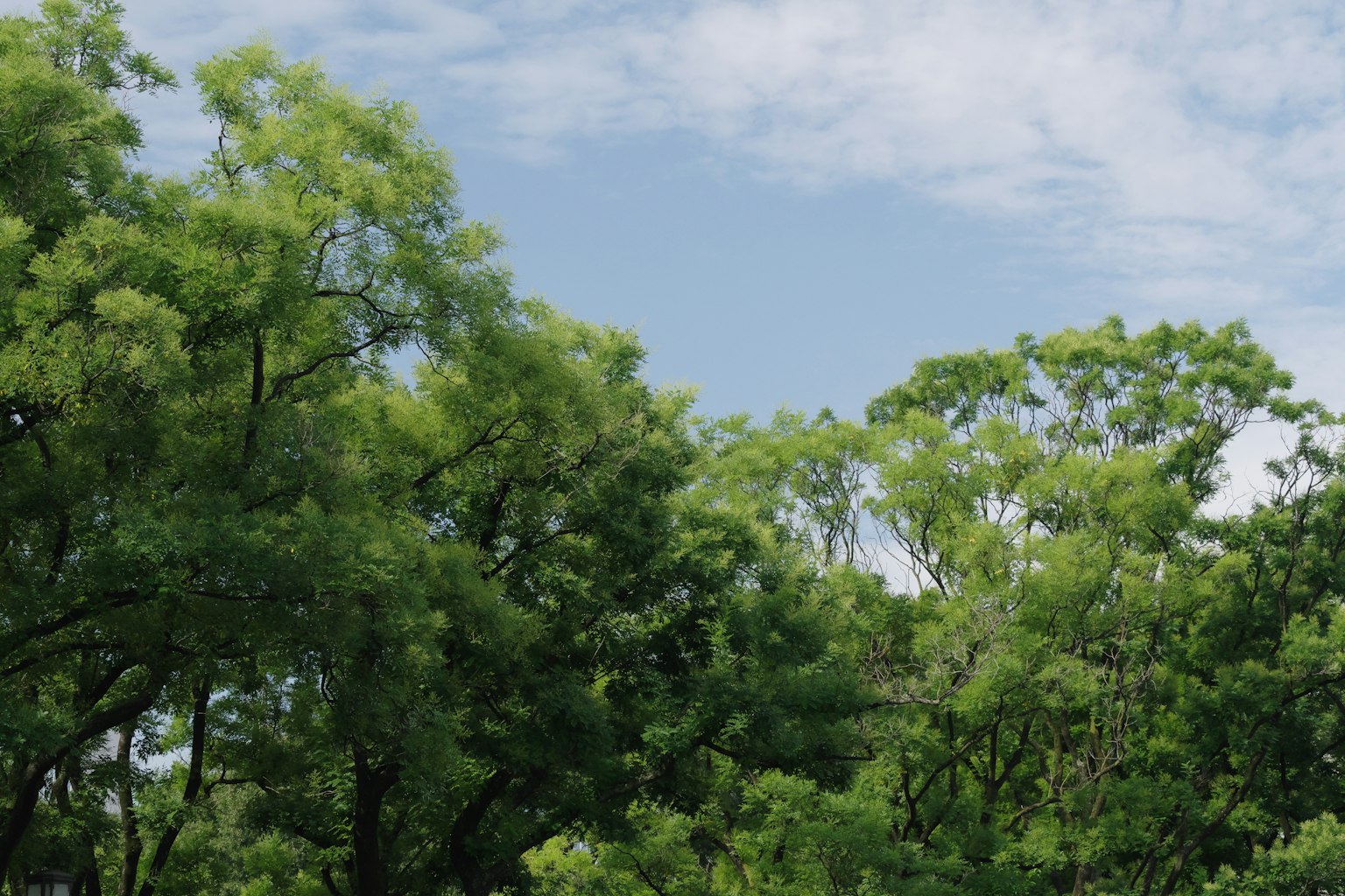 Árboles verdes exuberantes bajo un cielo azul