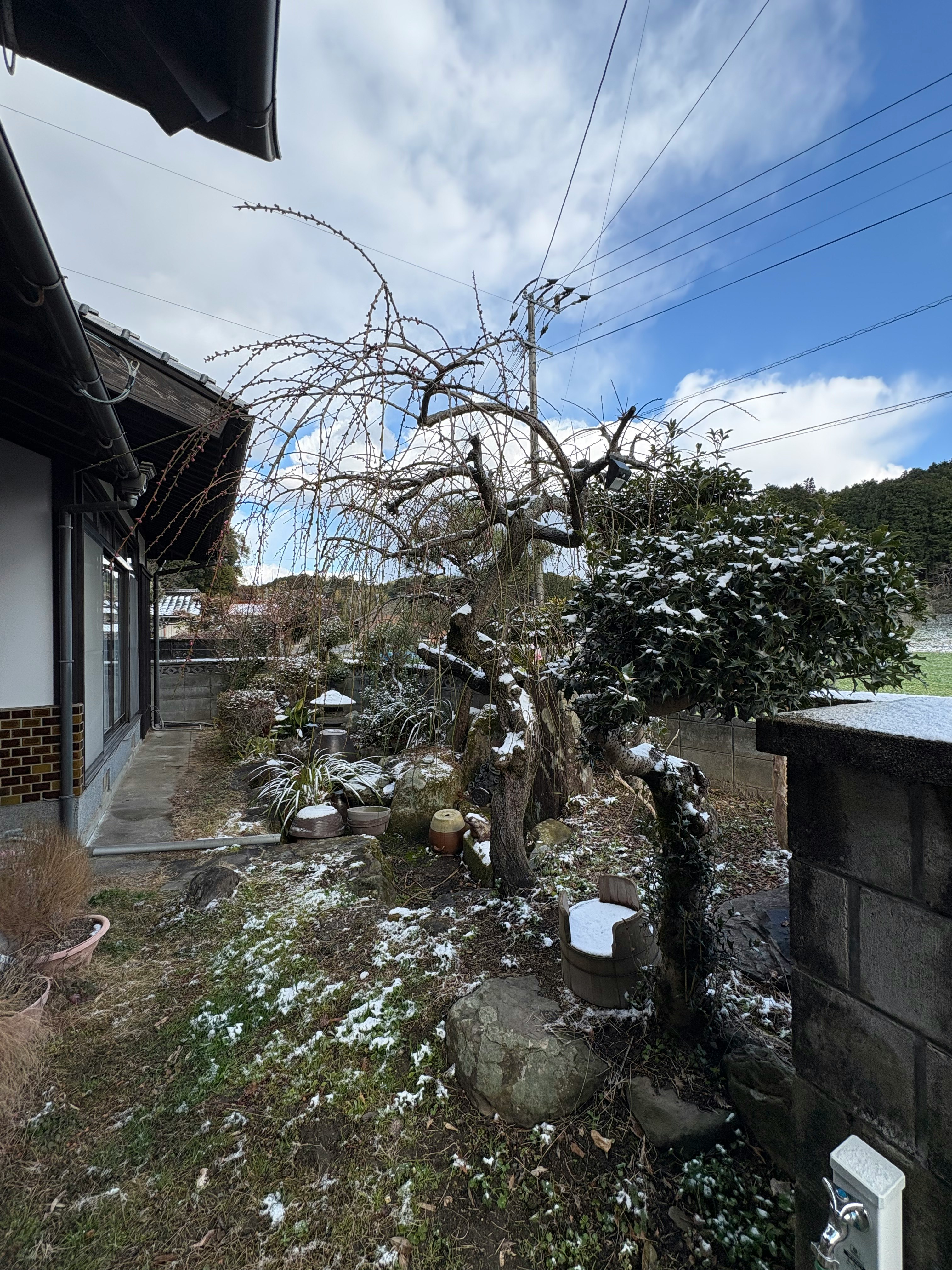 塀沿いの庭と枝ぶりの木がある路地のような外構