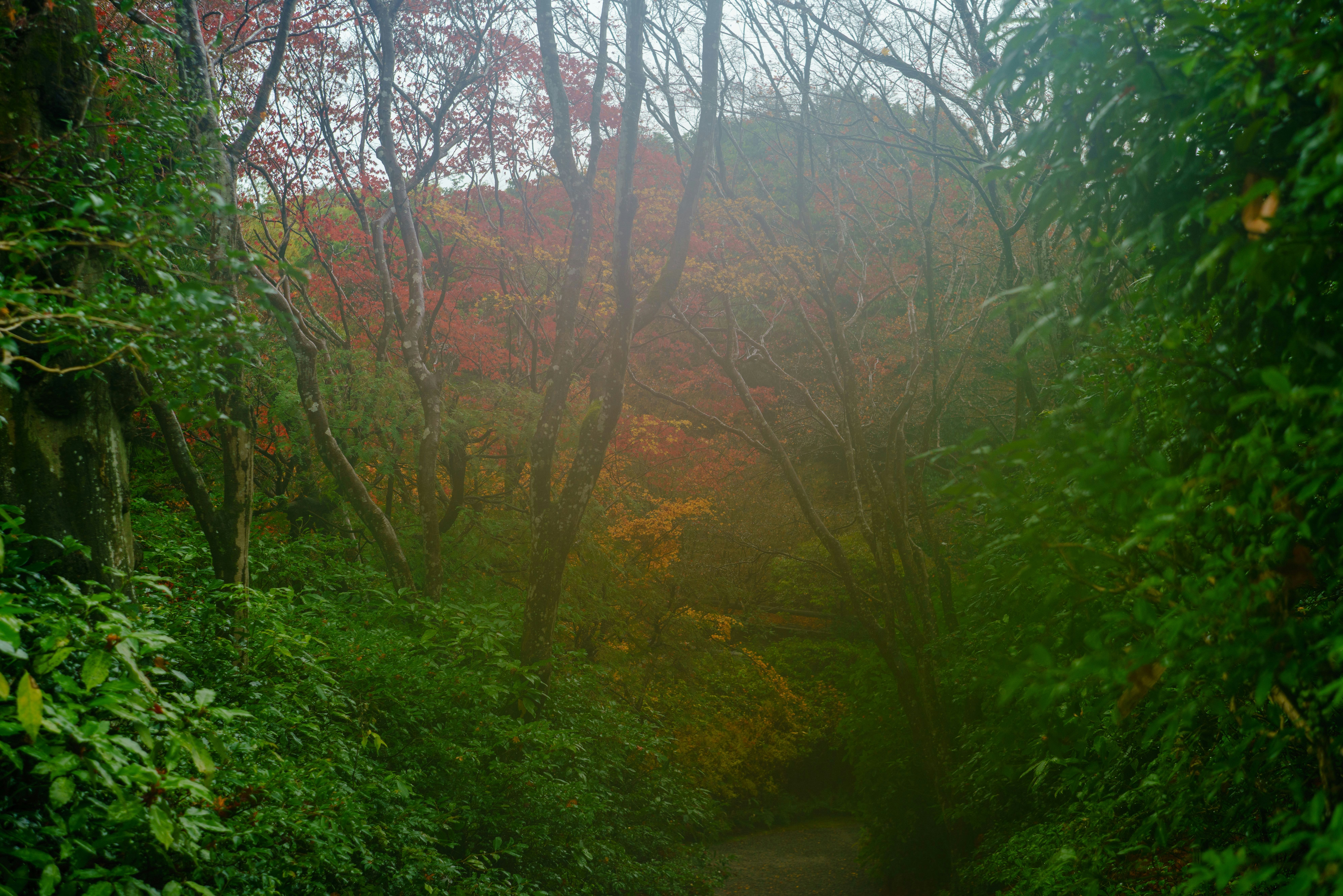 霧の森の小道と紅葉の木々が続く風景