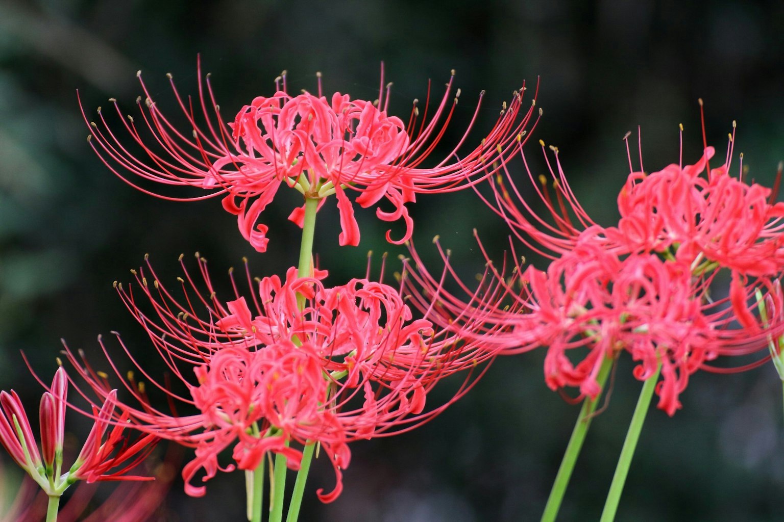 Cluster von lebhaften roten Spinnenlilien in voller Blüte