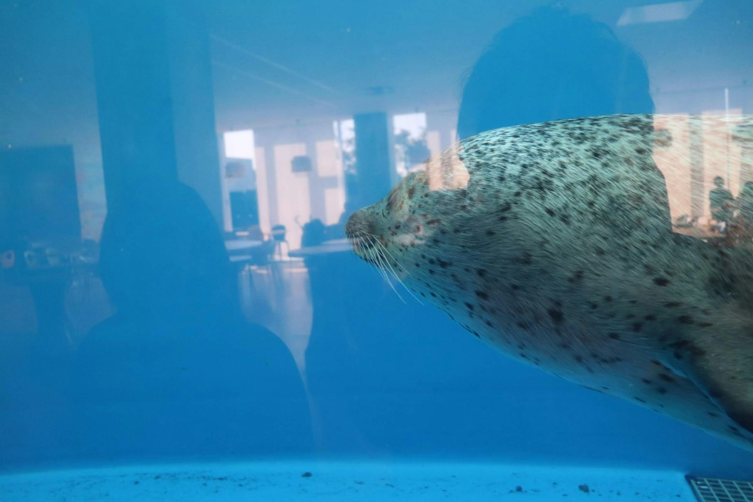 Robbe schwimmt in blauem Wasser in einem Aquarium mit Reflexionen von Menschen im Hintergrund
