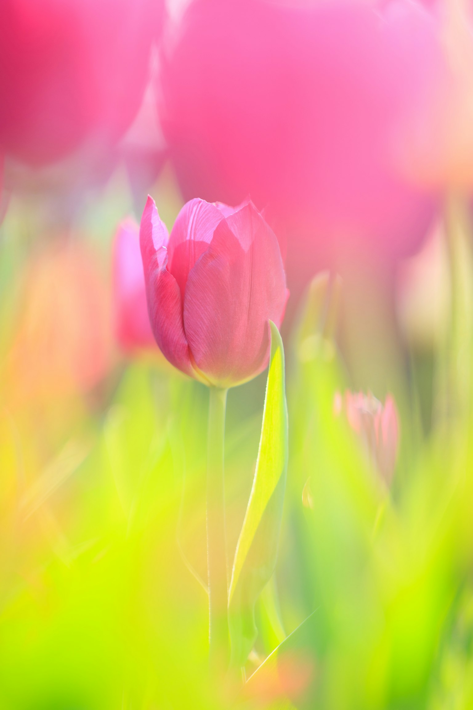 Sebuah tulip pink cerah menonjol di antara rumput hijau dengan latar belakang lembut