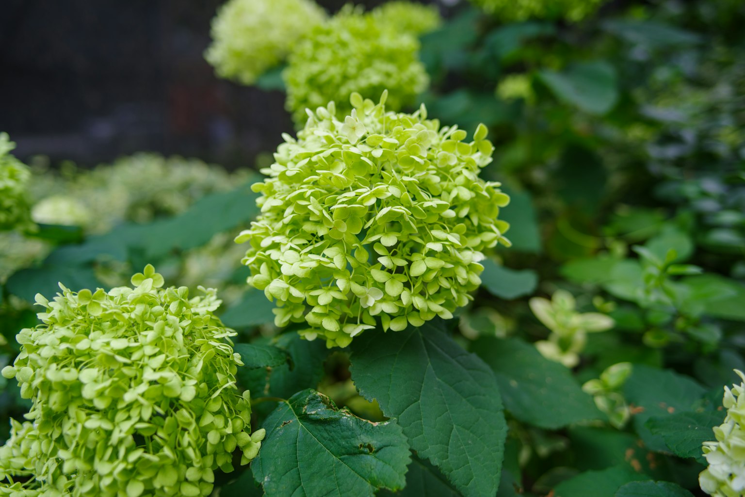 Primo piano di gruppi di fiori verdi lussureggianti su una pianta