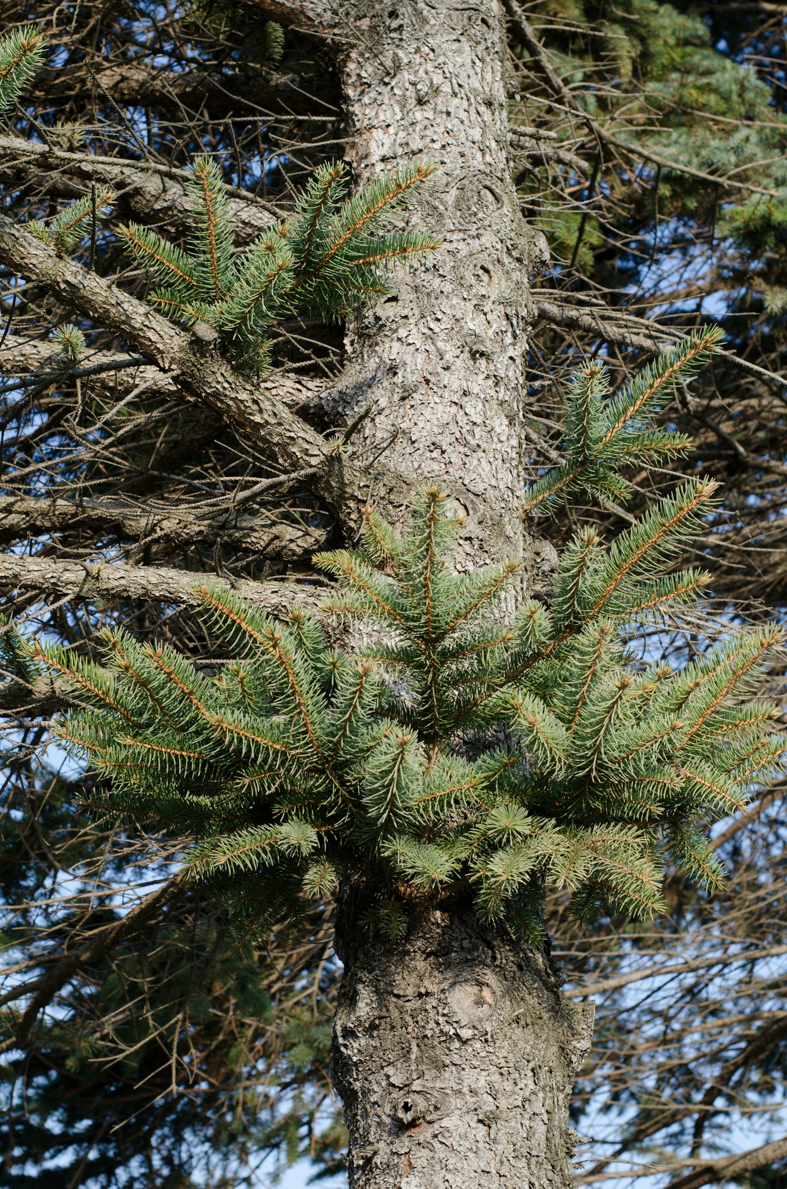 Cluster of green leaves growing on a tree trunk