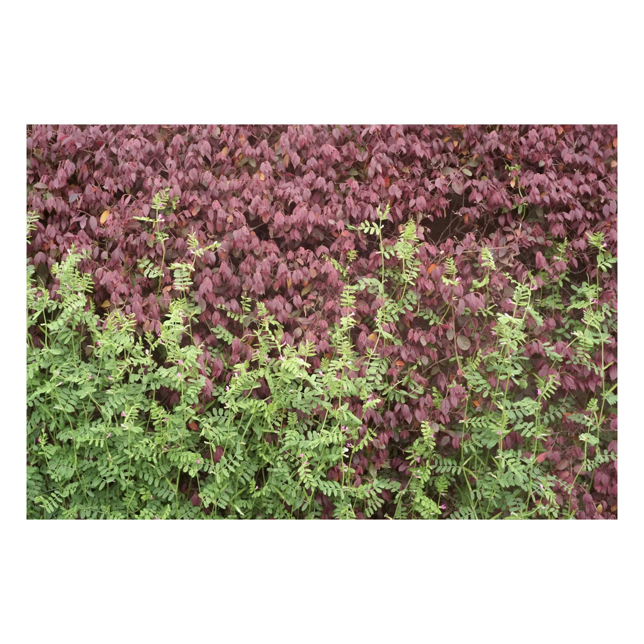 dichtes Gartenblumenfeld mit rosa Blüten