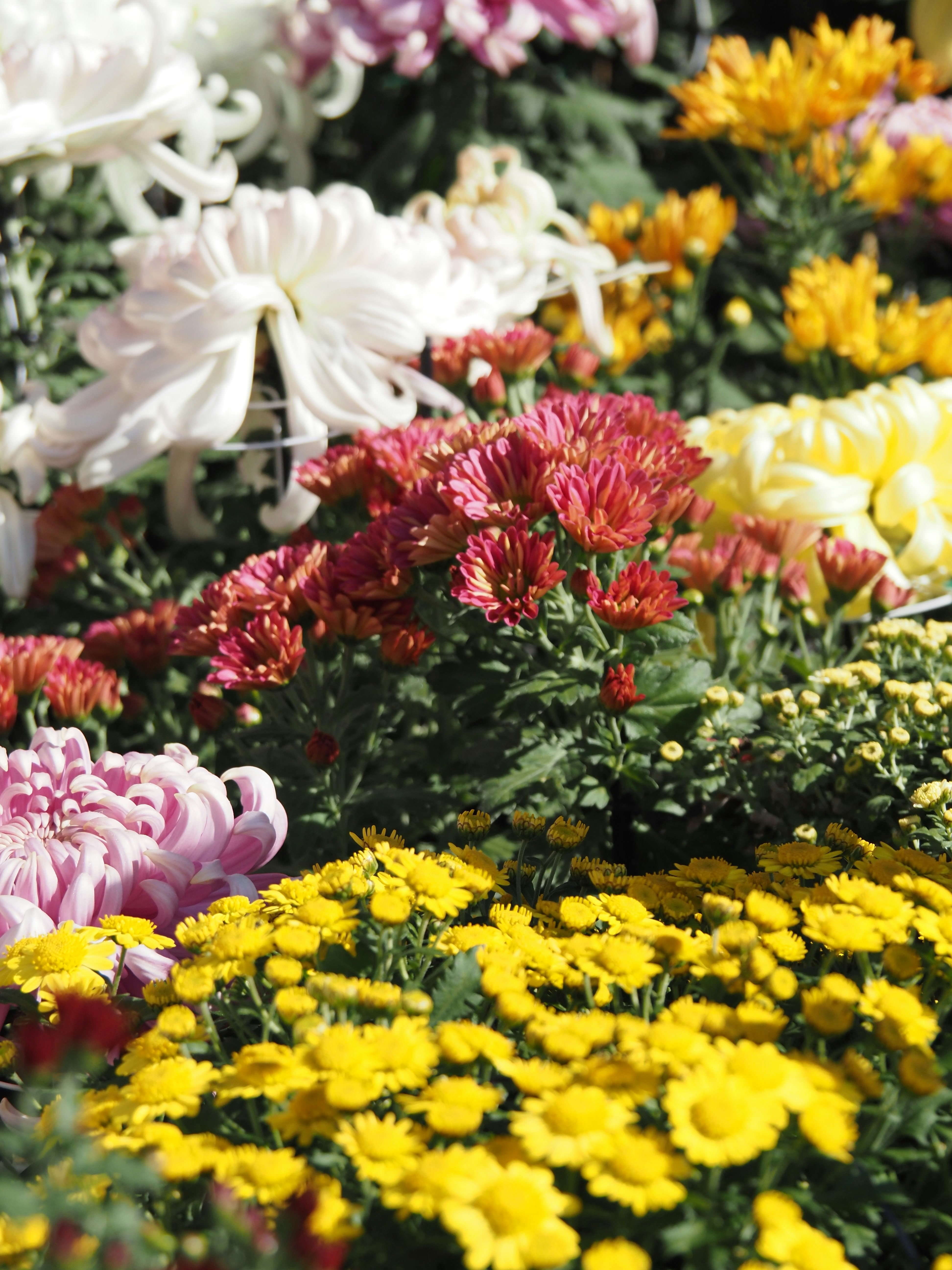 菊の花が色とりどりに咲く花壇のクローズアップ