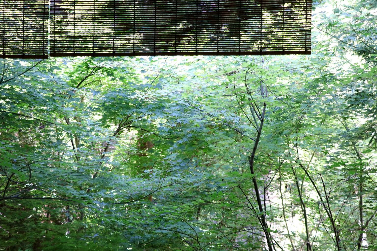 Paisaje forestal exuberante con una estructura de malla en la parte superior