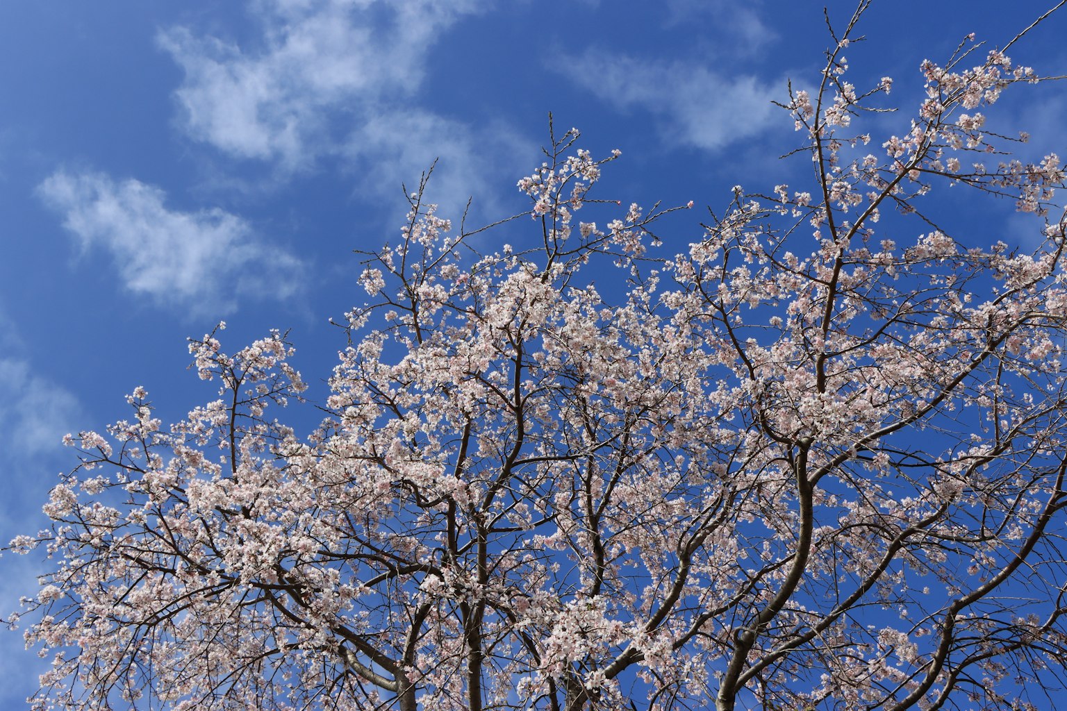 Pohon bunga sakura yang mekar penuh di bawah langit biru