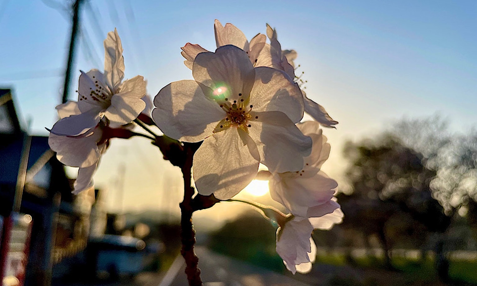 Primo piano di fiori di ciliegio con un tramonto sullo sfondo
