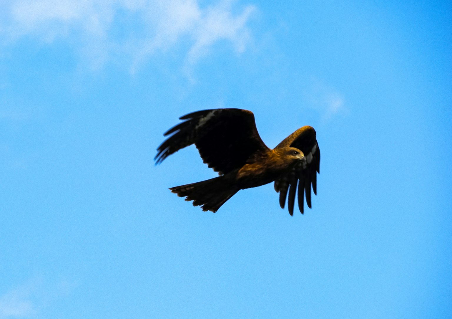 Silhouette di un falco che vola contro un cielo blu