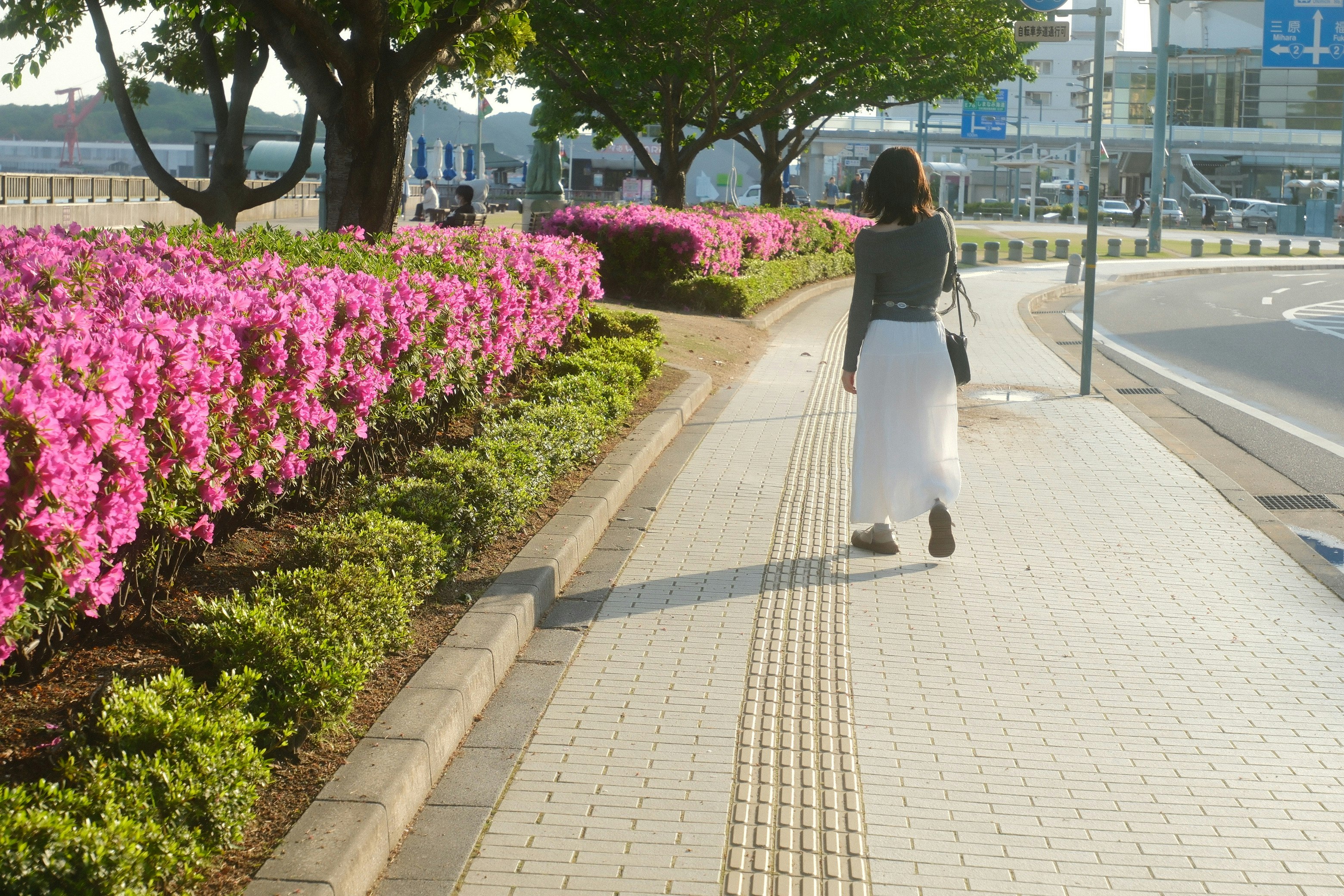 花壇のピンクの花と並木のある遊歩道を歩く女性