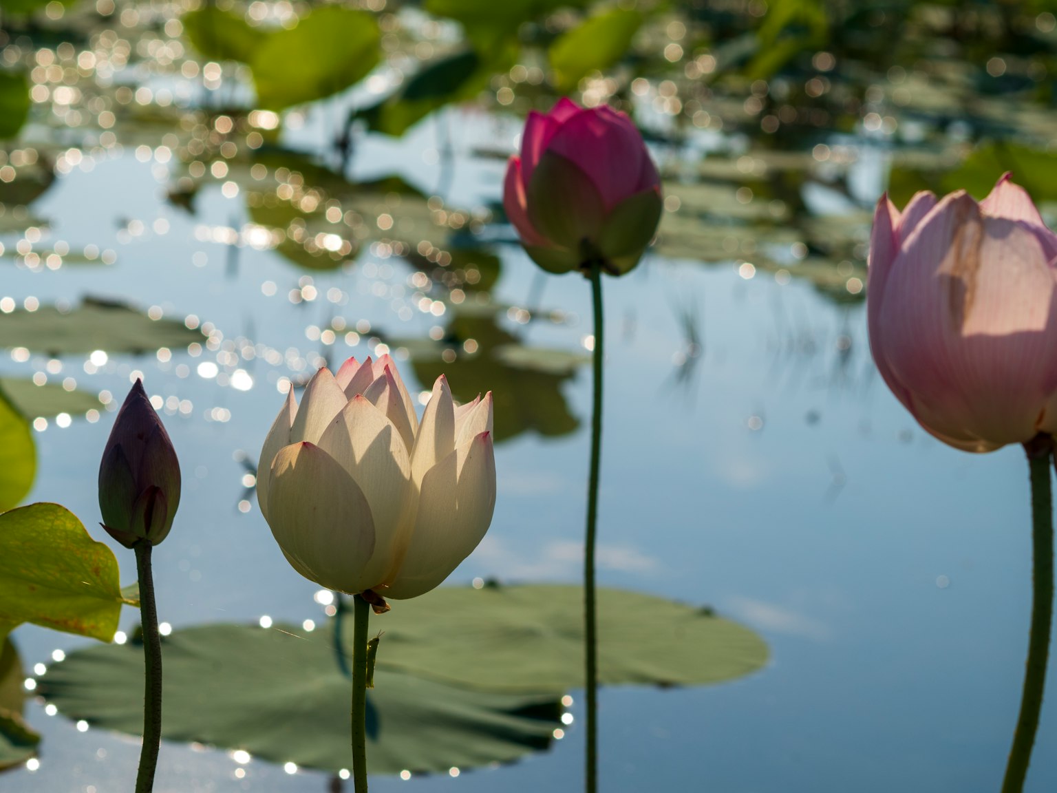 Belle fiori di loto e boccioli che galleggiano sulla superficie dell'acqua