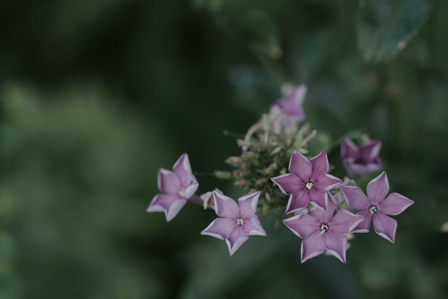 Fleurs violettes en forme d'étoile sur fond vert