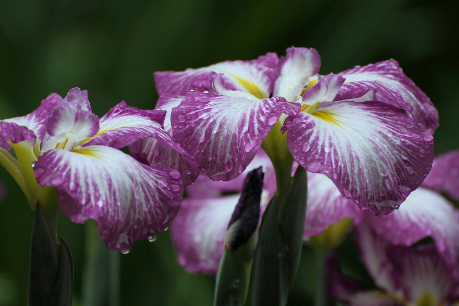 Nahaufnahme von lila und weißen Schwertlilienblüten in voller Blüte