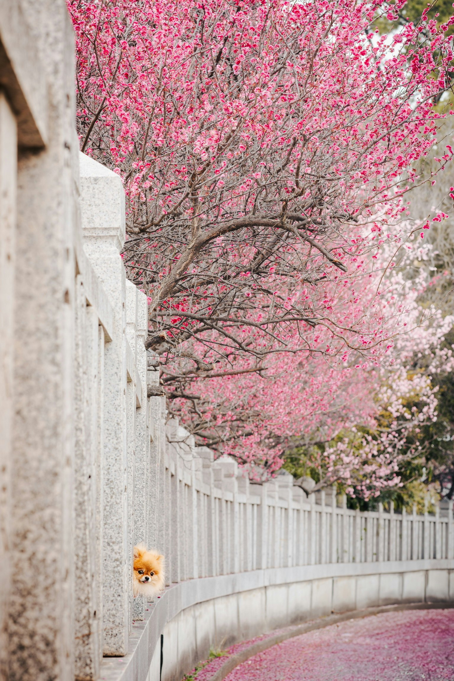 Vista escénica de cerezos en flor a lo largo de un camino con flores rosas esparcidas en el suelo