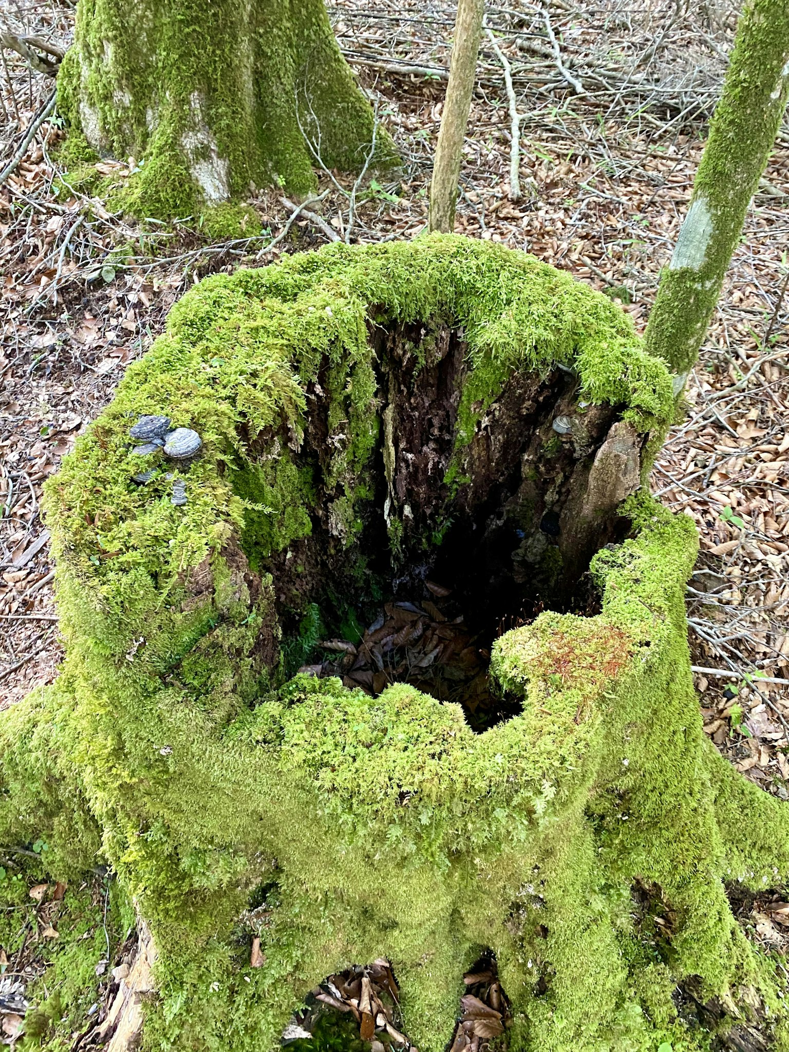 Tocón de árbol cubierto de musgo que muestra detalles internos intrincados
