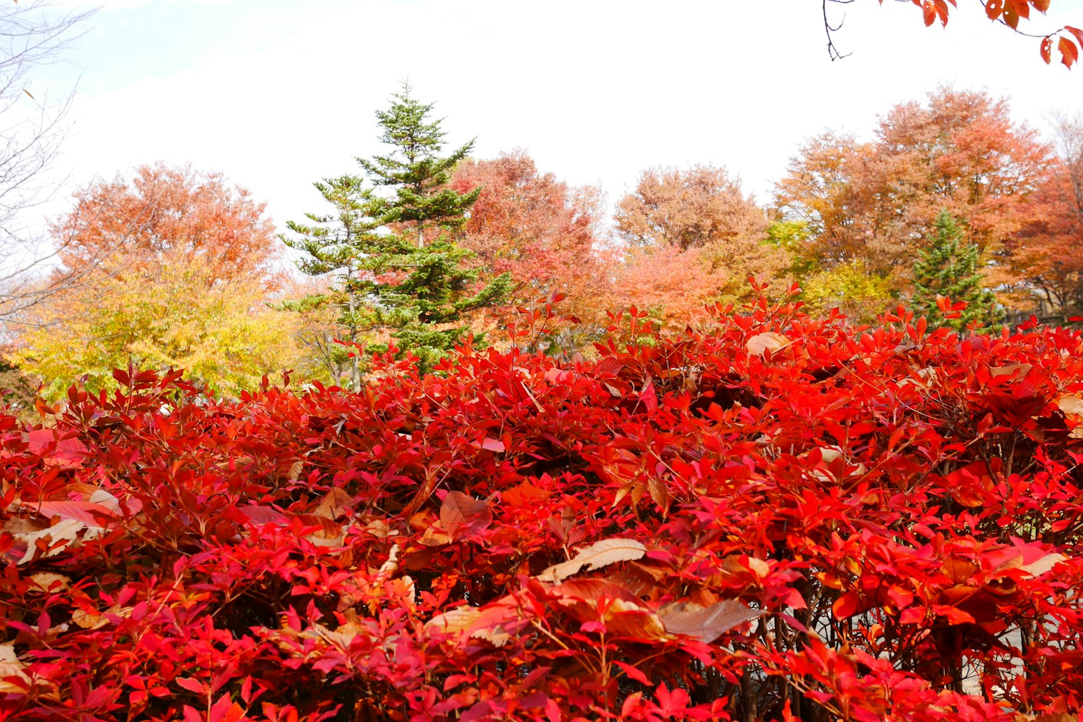 Bellissimo paesaggio autunnale con foglie rosse vivaci