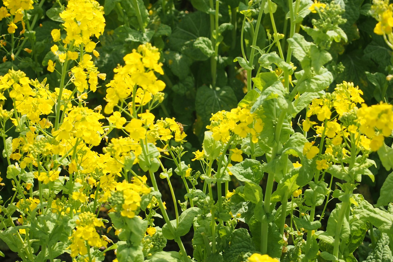 Grupo de plantas verdes con flores amarillas brillantes
