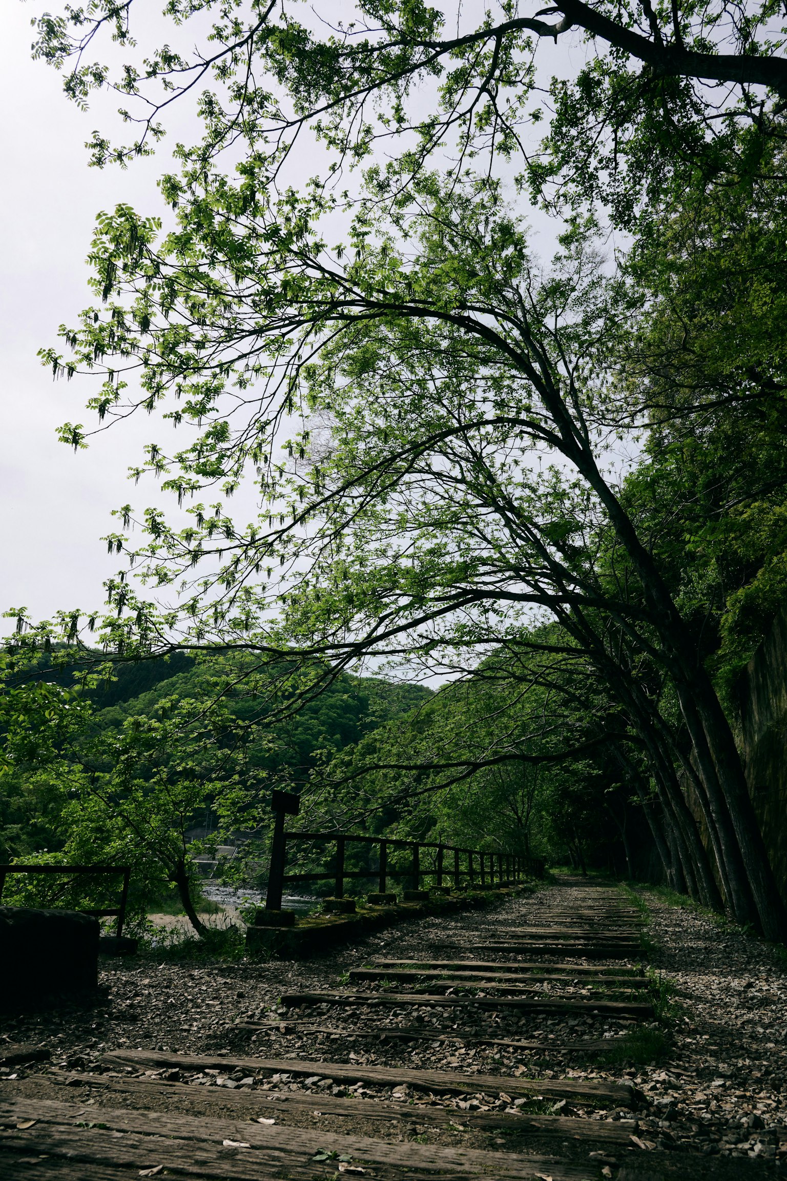 Vista panoramica di alberi verdi lussureggianti lungo una ferrovia