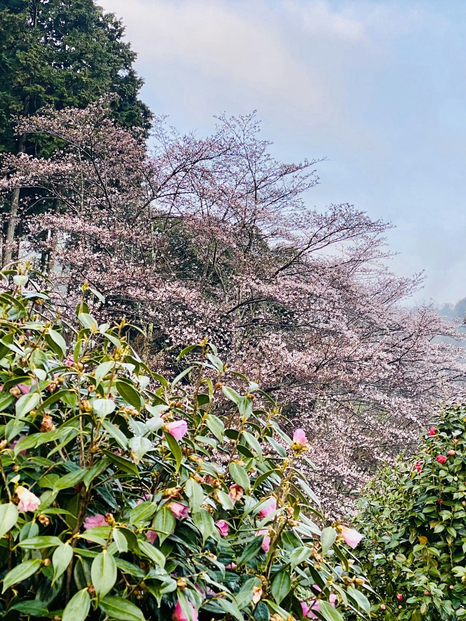 ทิวทัศน์ที่มีต้นซากุระและใบไม้สีเขียว