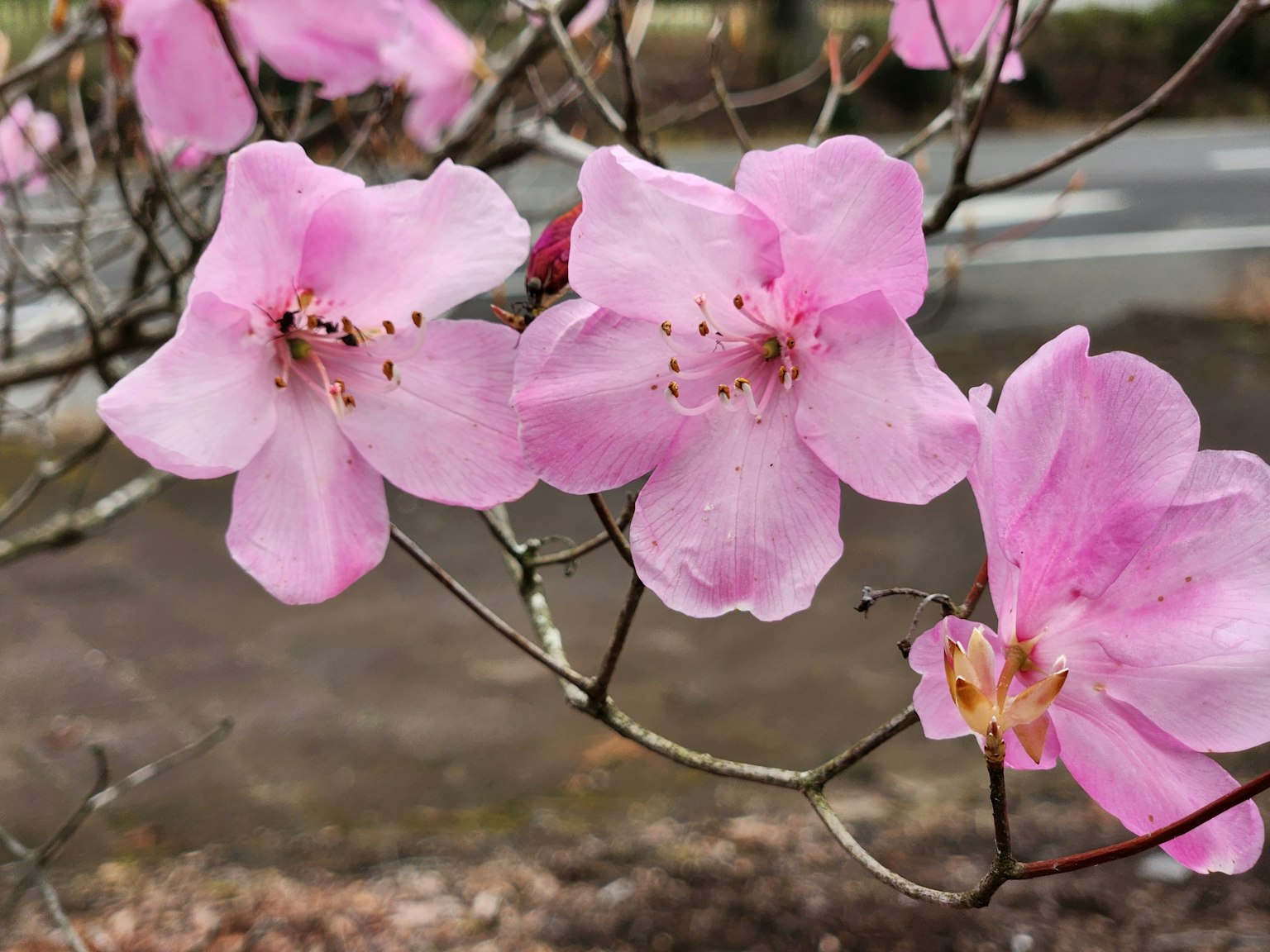 Bunga pink halus mekar di cabang pohon