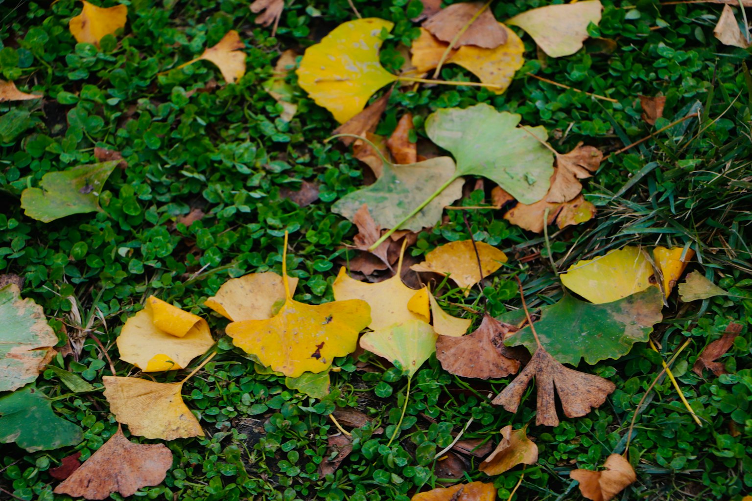 Feuilles jaunes et brunes éparpillées sur de l'herbe verte