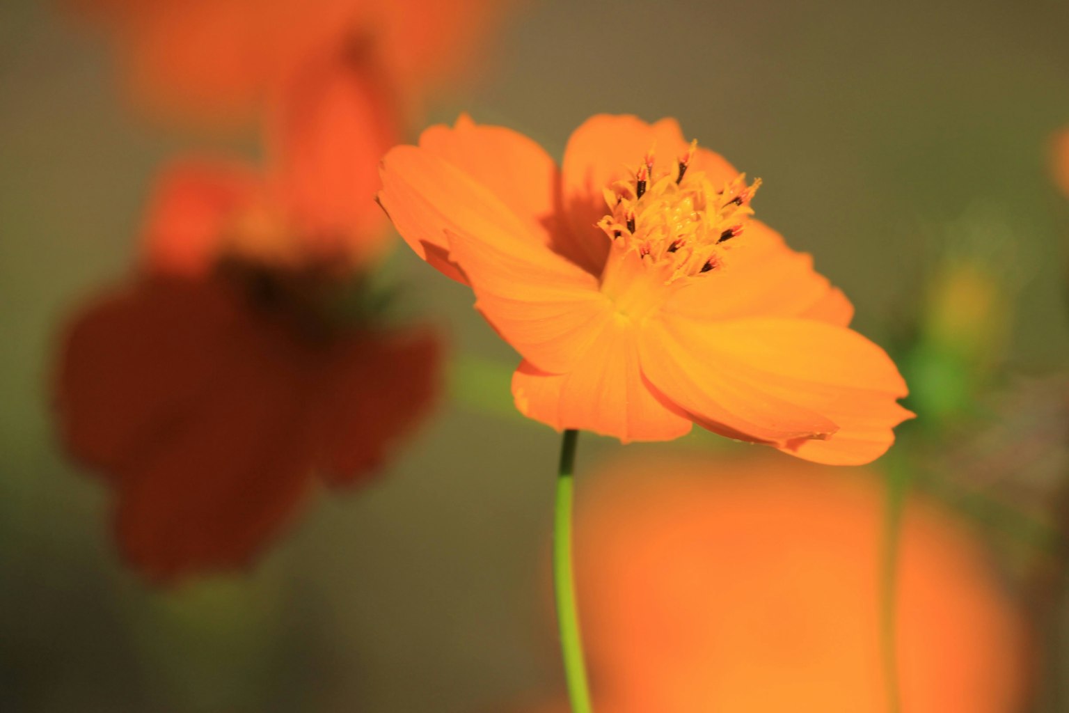 Flor naranja floreciendo con flores rojas borrosas al fondo