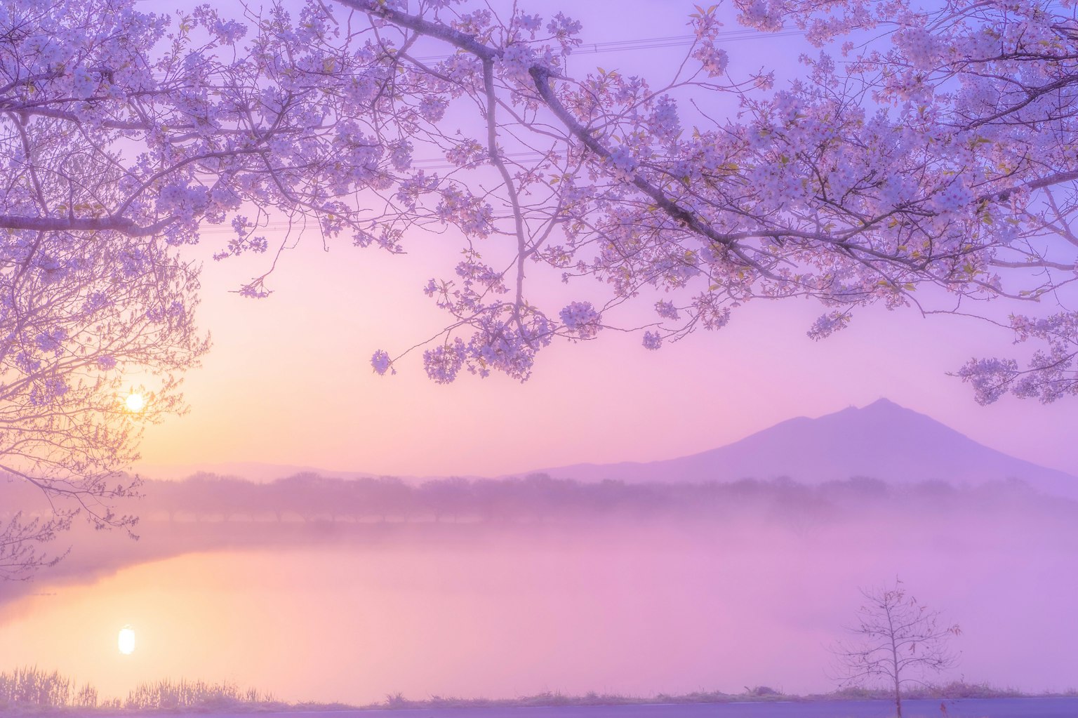 美丽的河边景色，樱花和日出