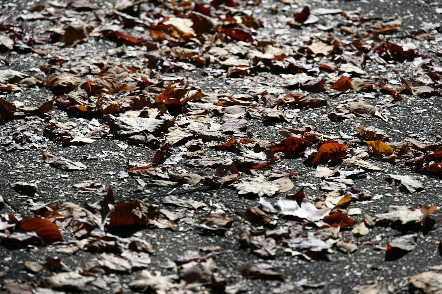 Foglie d'autunno sparse su un pavimento