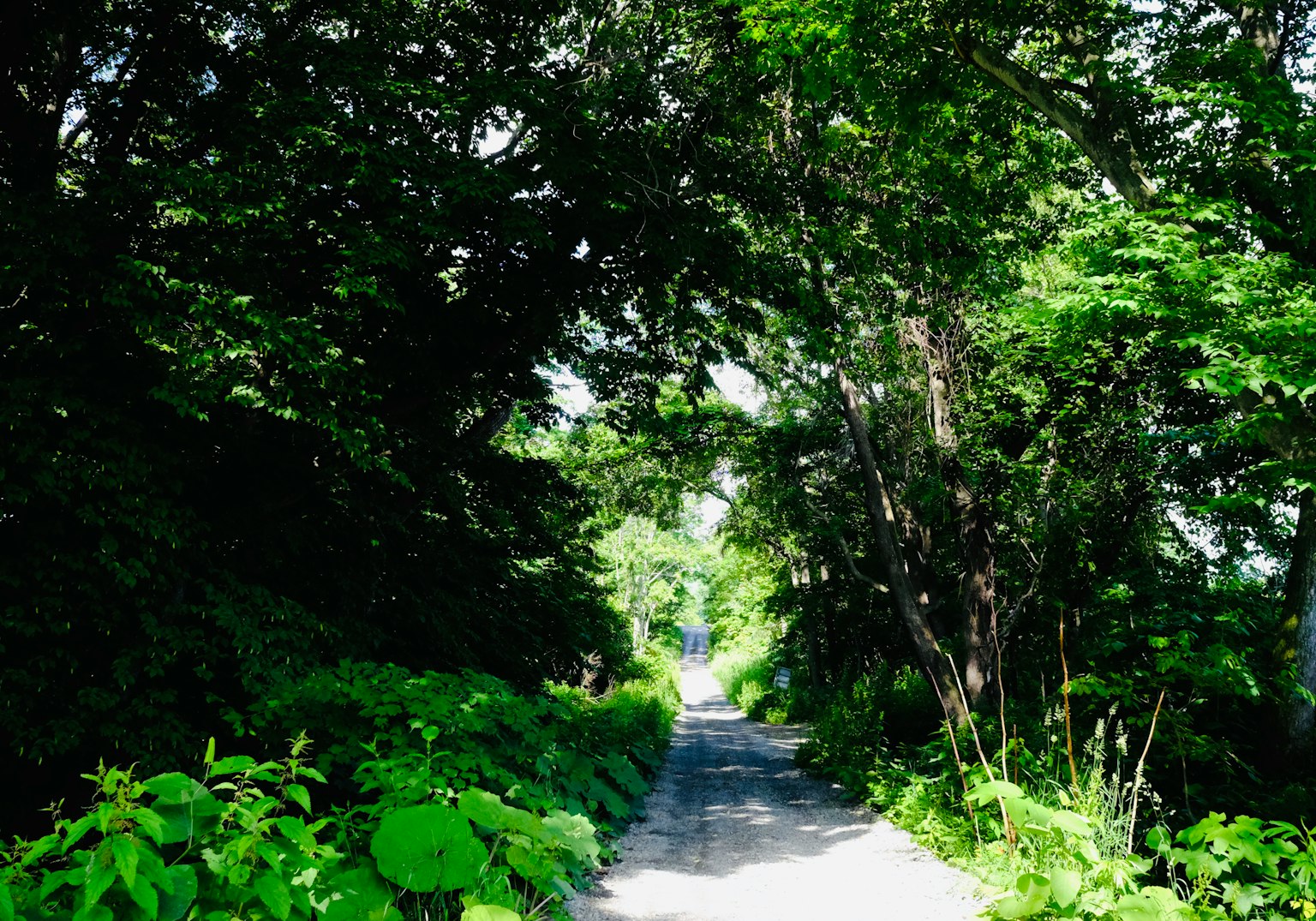 A serene pathway surrounded by lush green trees