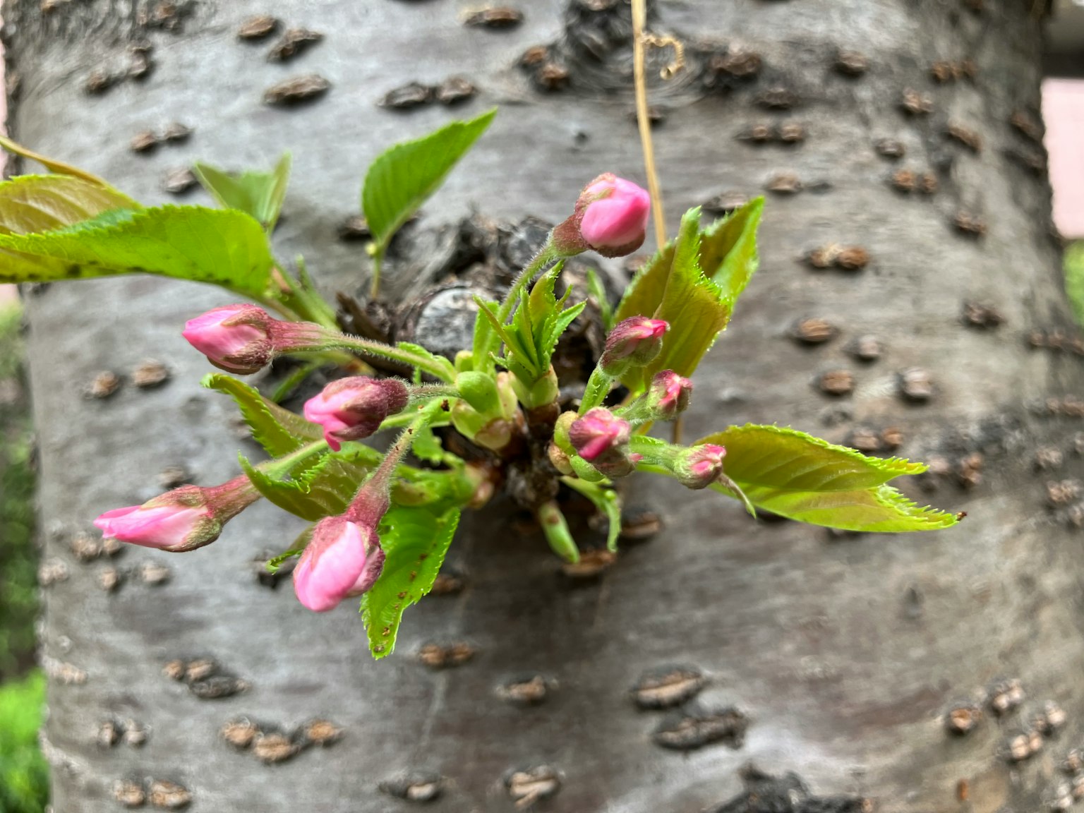 樹幹上的粉色花蕾和綠色葉子