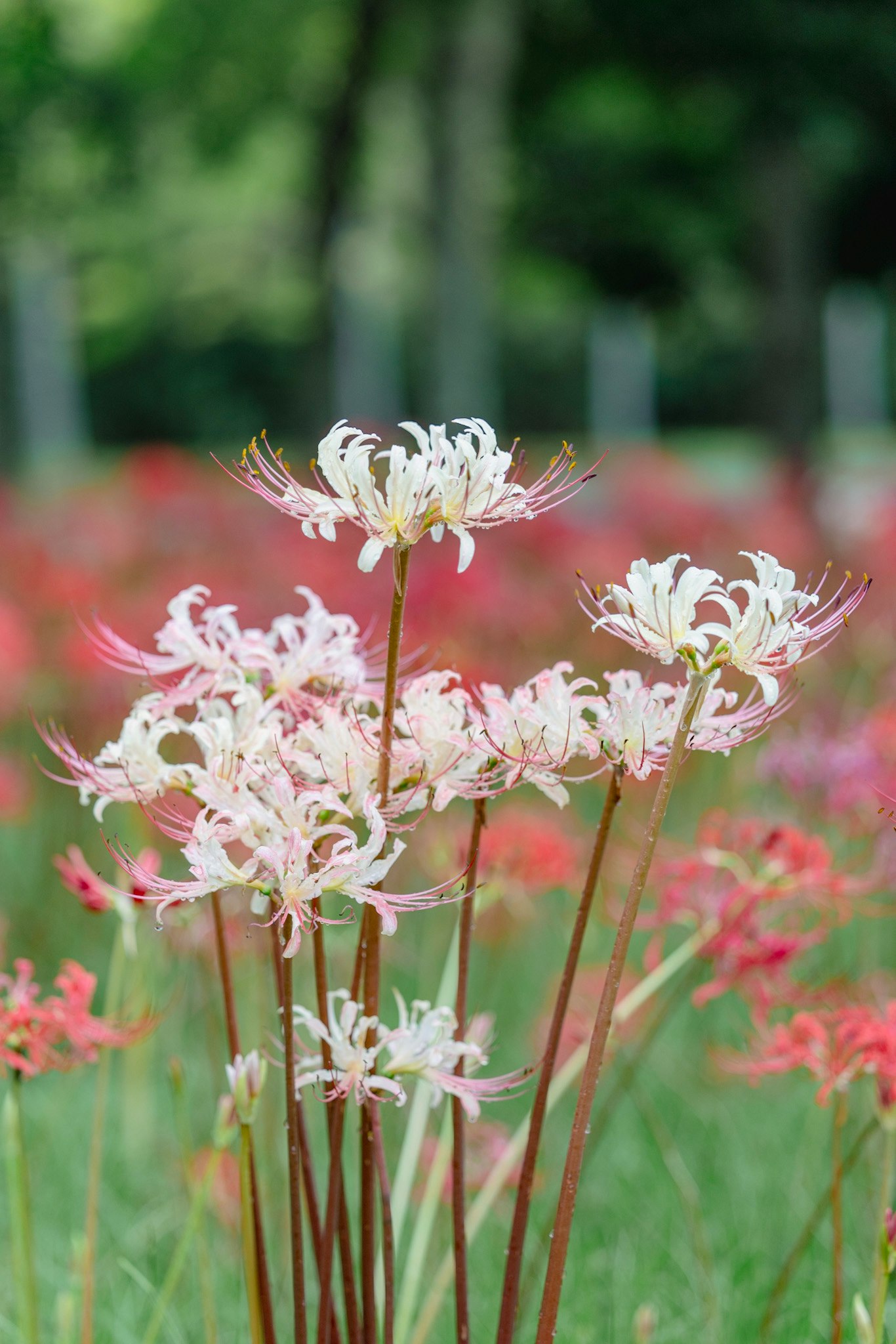 白い彼岸花が咲く花畑のボケ背景
