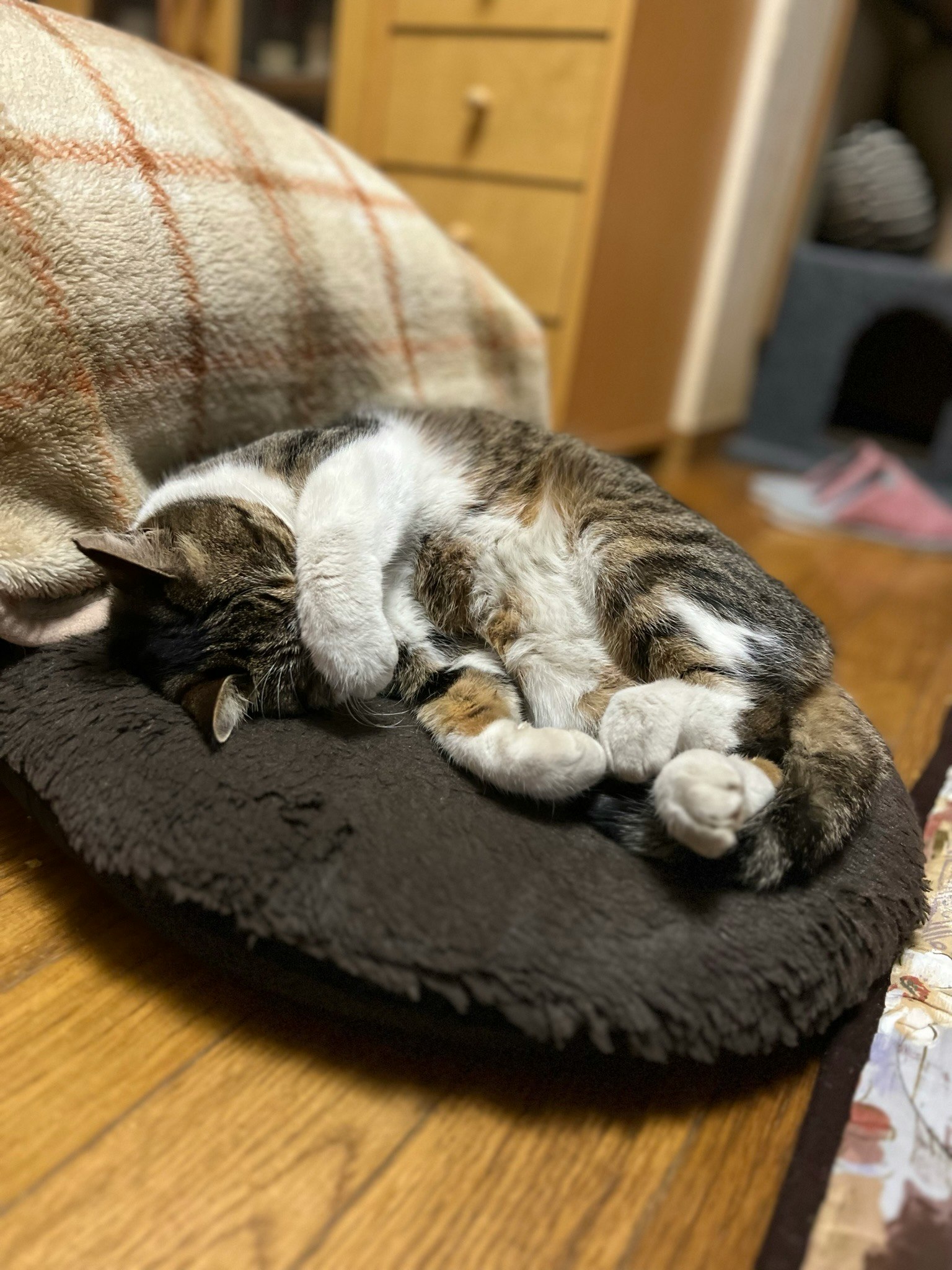 gatto salvato che dorme in una cuccia rotonda