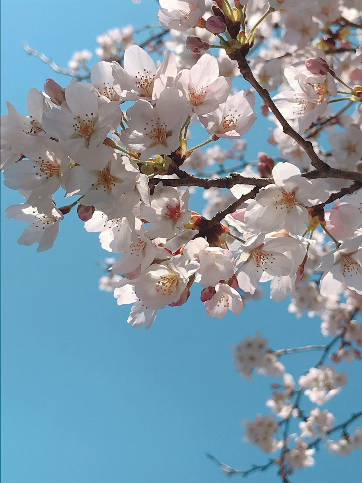 Nahaufnahme von Kirschblüten vor blauem Himmel