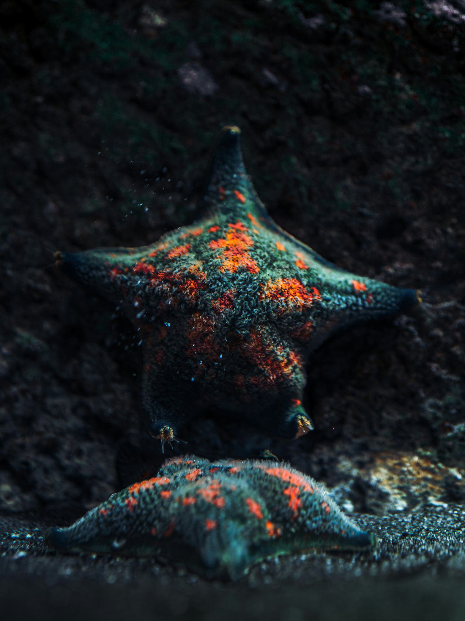 星形のヒトデと海底の砂地