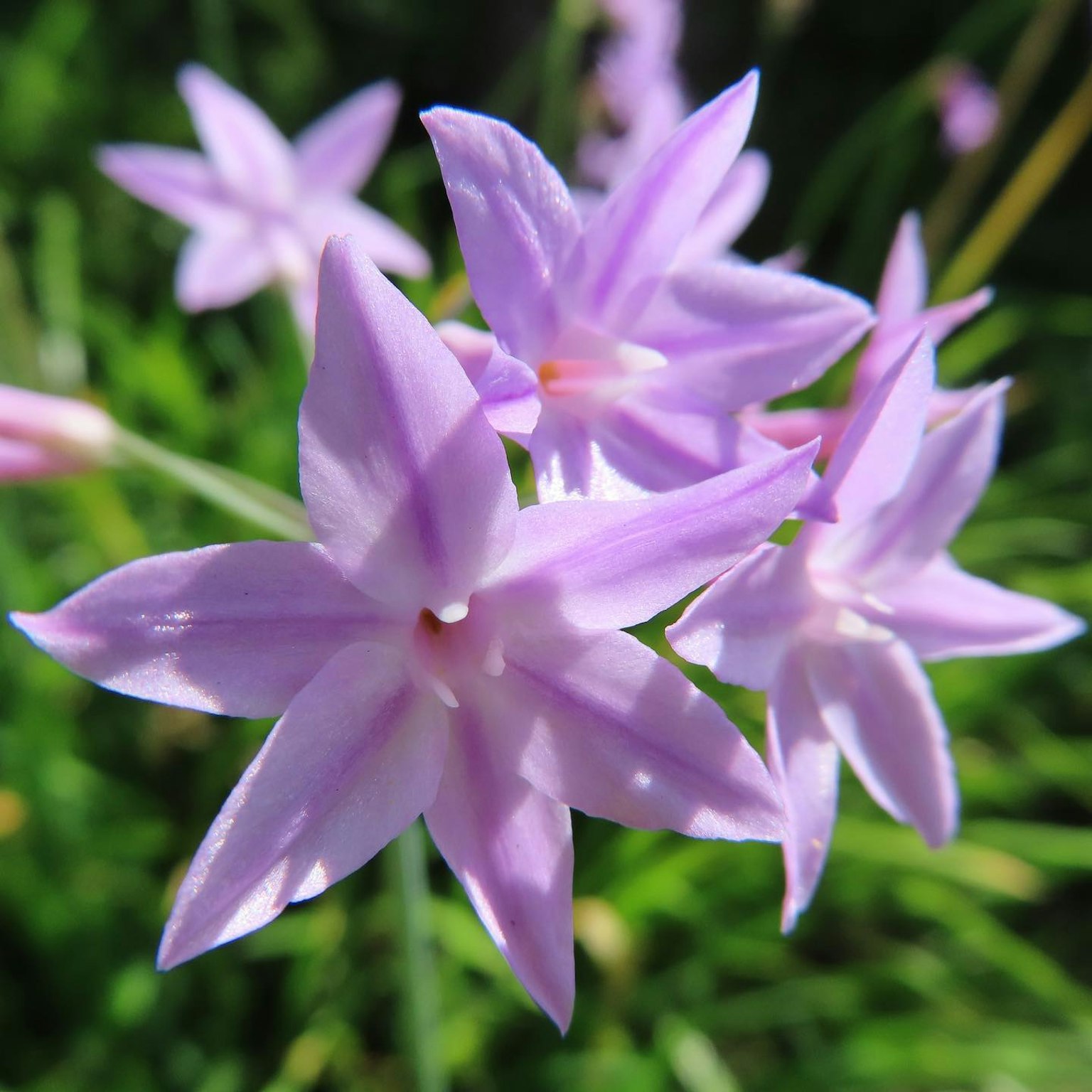 Image en gros plan de fleurs violettes claires en fleurs