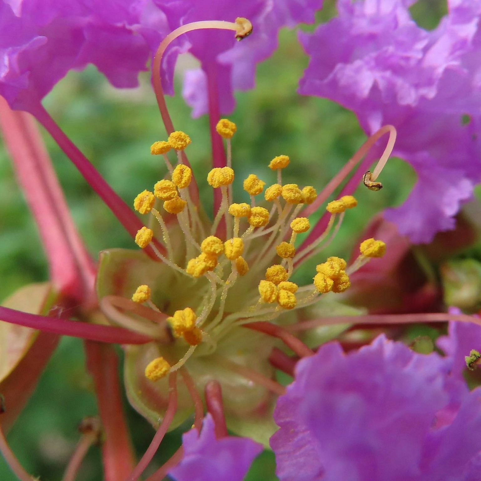 Nahaufnahme einer Blume mit lila Blütenblättern und gelben Staubblättern