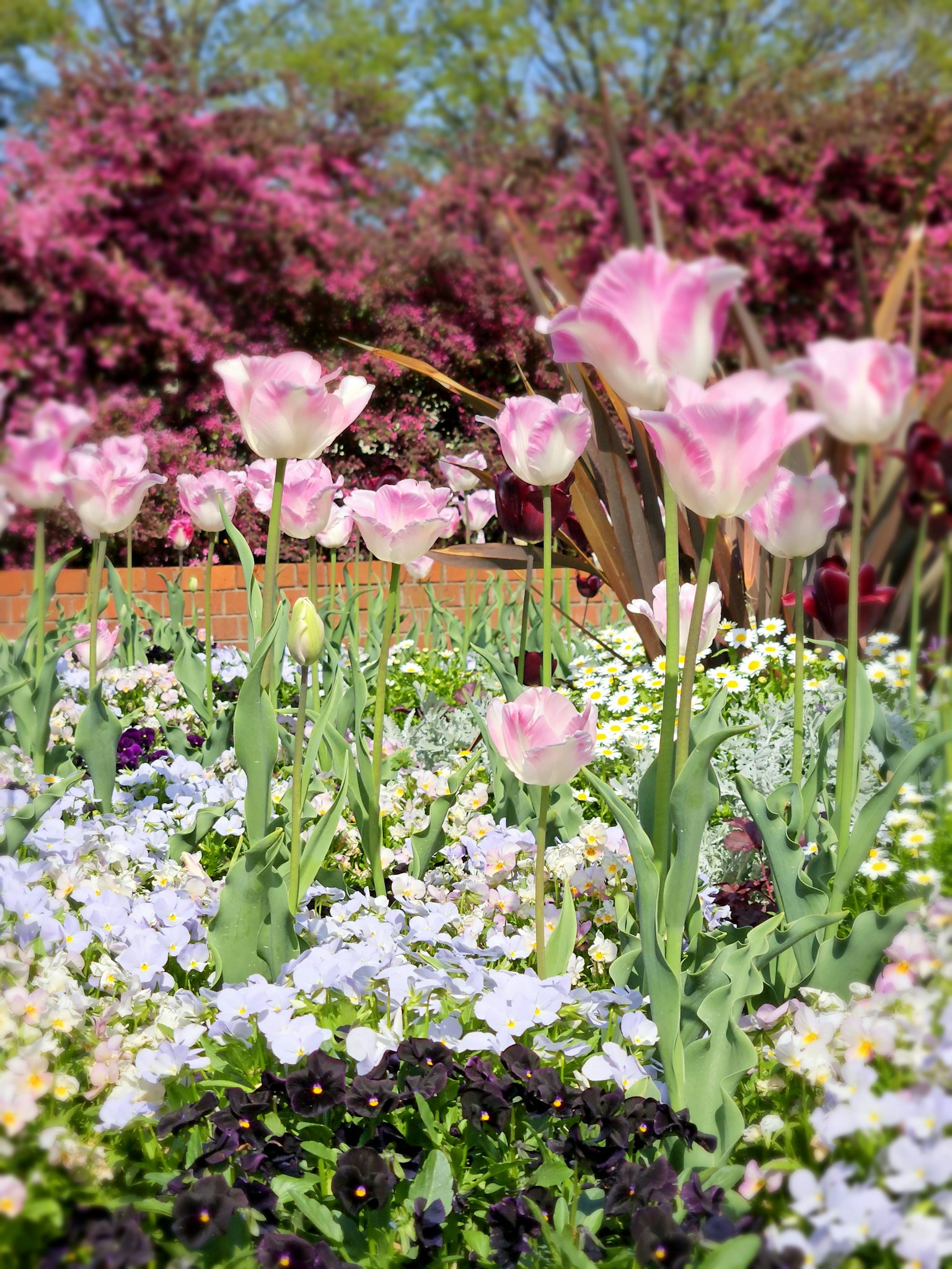 Scena di giardino vibrante con tulipani rosa in fiore e viole bianche tra la lussureggiante vegetazione