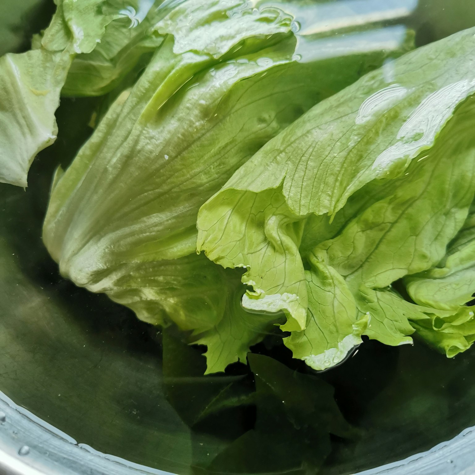 Fresh lettuce leaves soaking in water