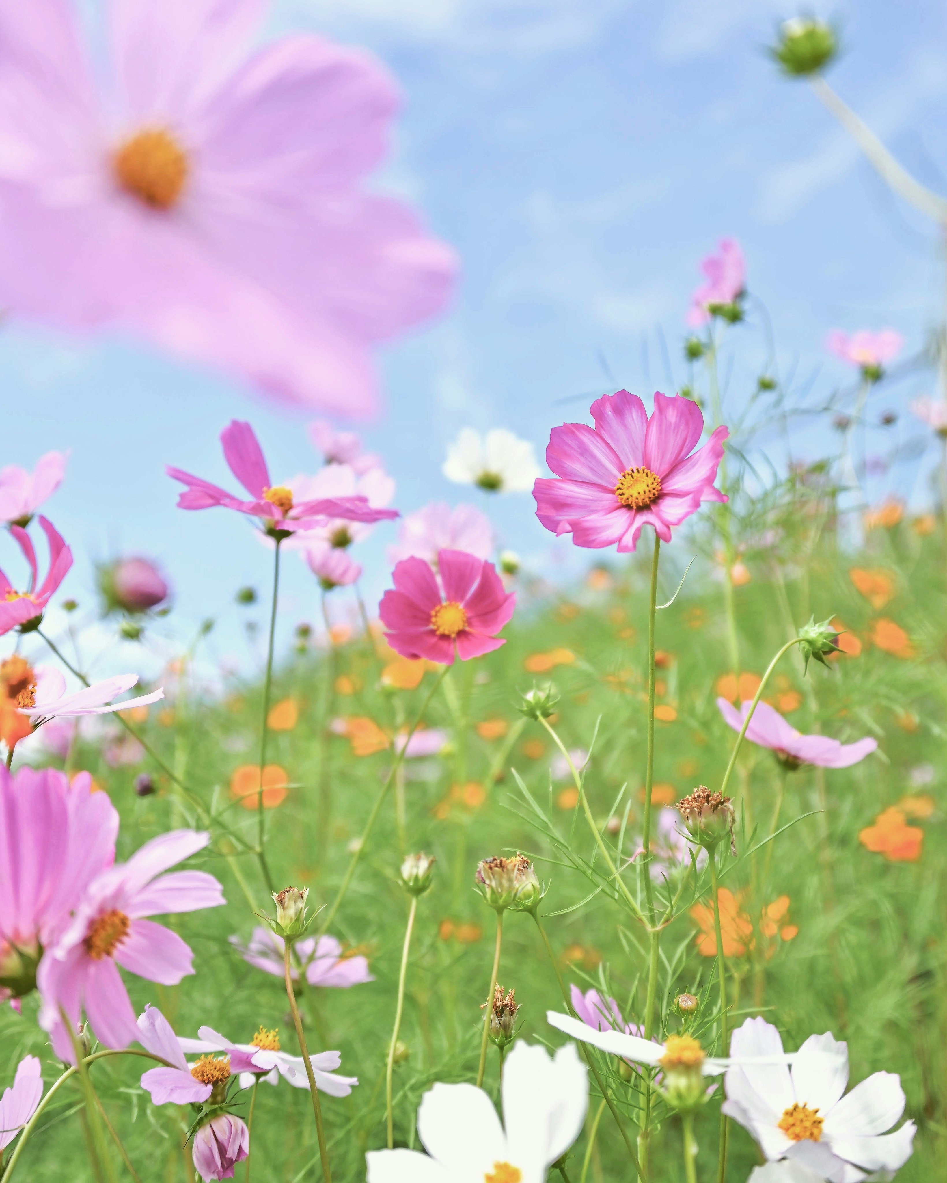 秋の花まつりのコスモスが風に揺れる花の駅せらの花畑