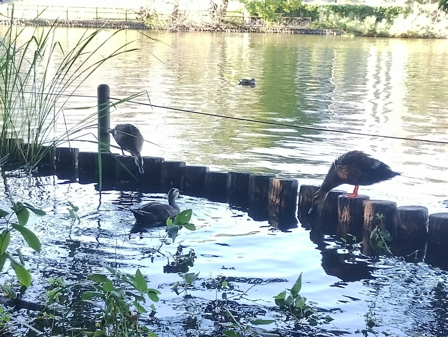 Canards près d'un plan d'eau avec des plantes