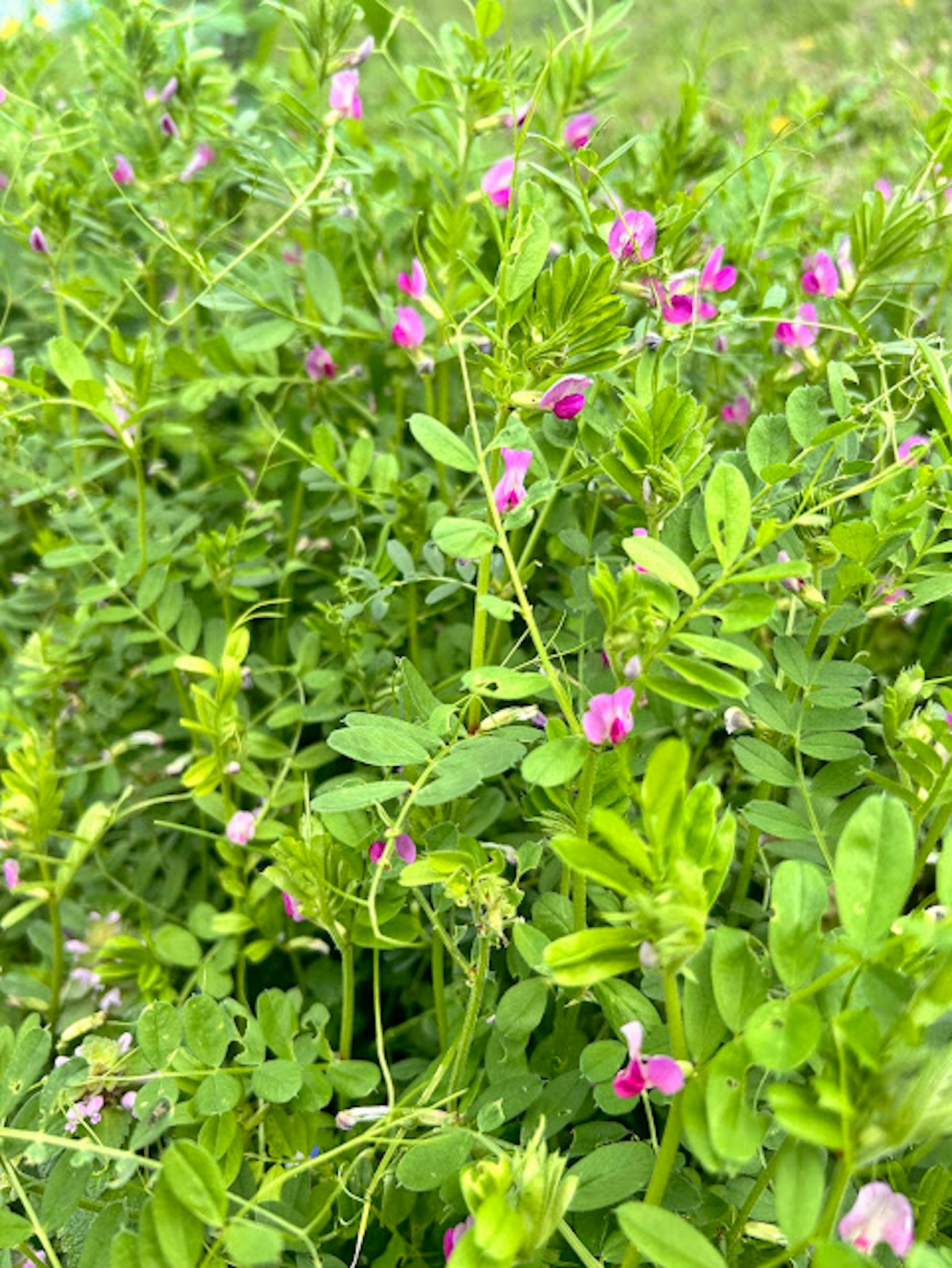 Un denso gruppo di foglie verdi con piccoli fiori viola